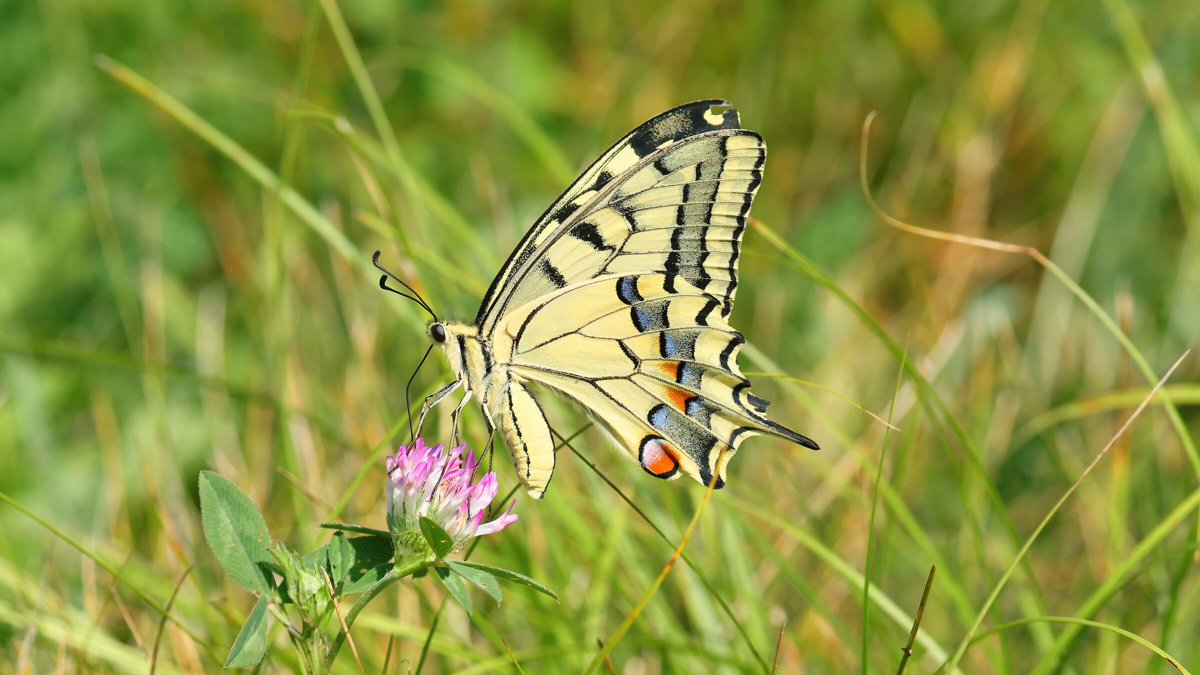 Swallowtail