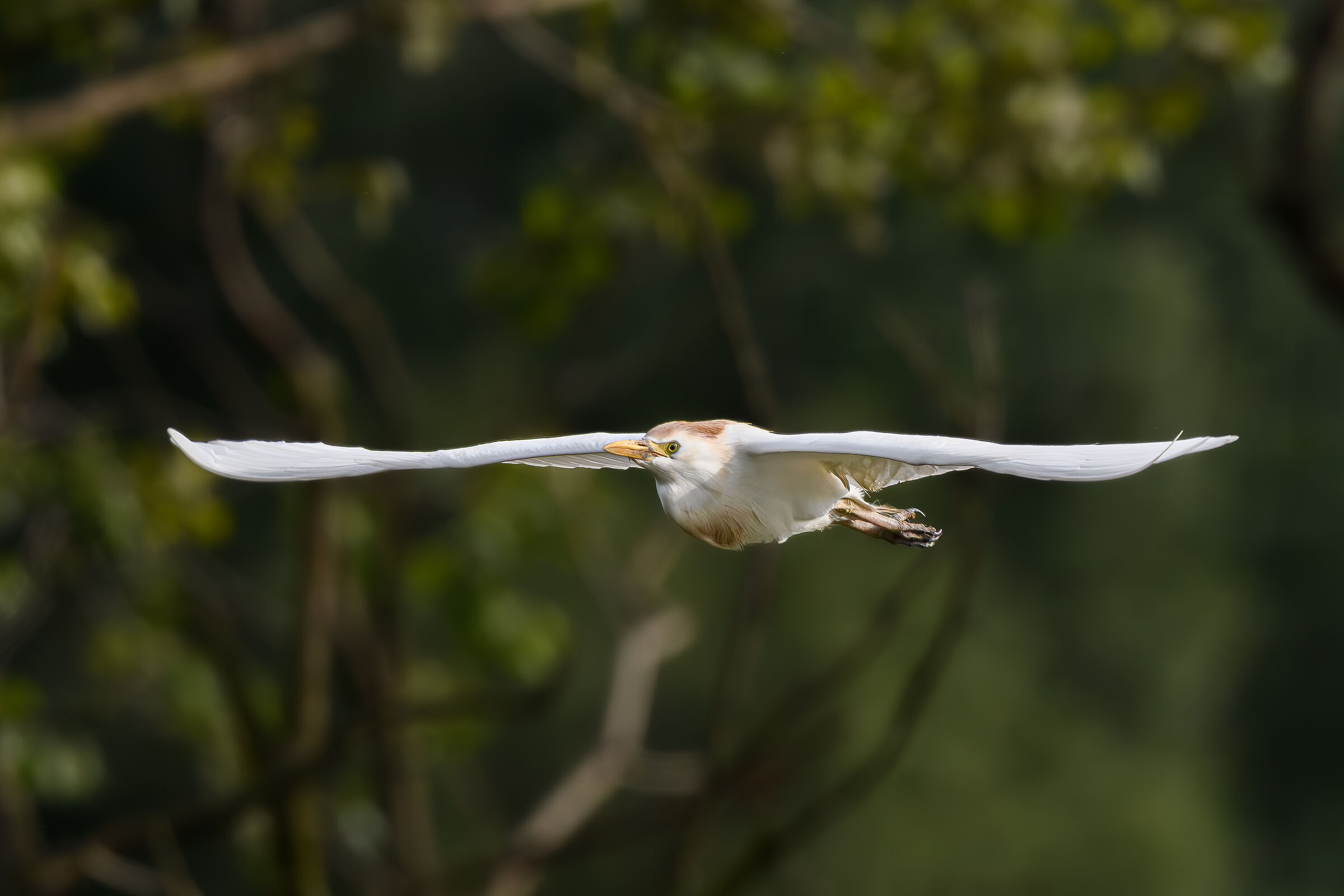 Cattle Egrets