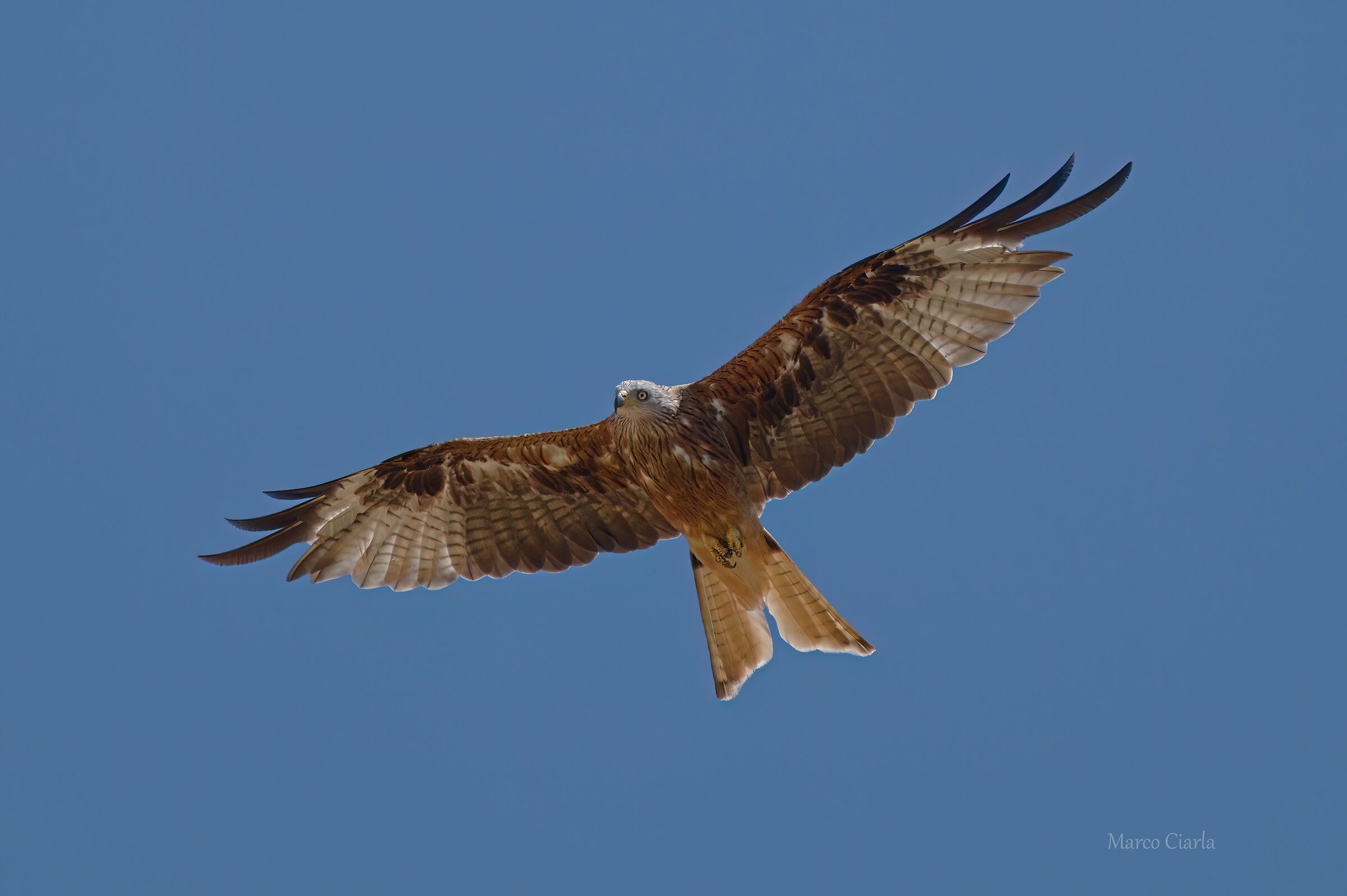 Red Kite (Milvus milvus)