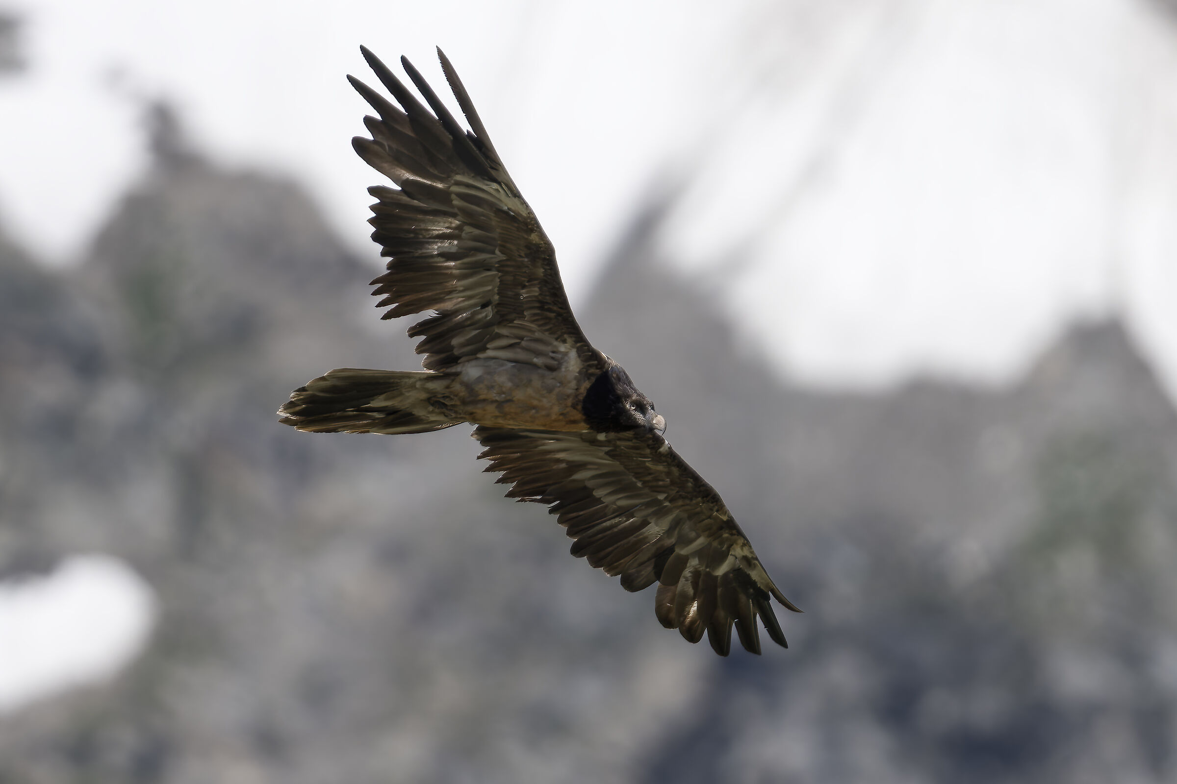Gypaetus barbatus - Gran Paradiso National Park