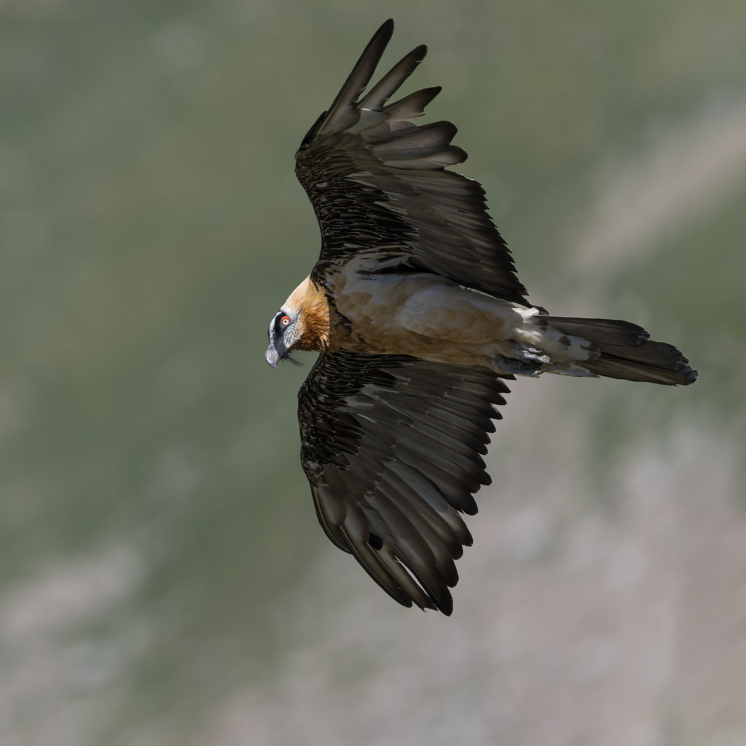 Gypaetus barbatus - Gran Paradiso National Park