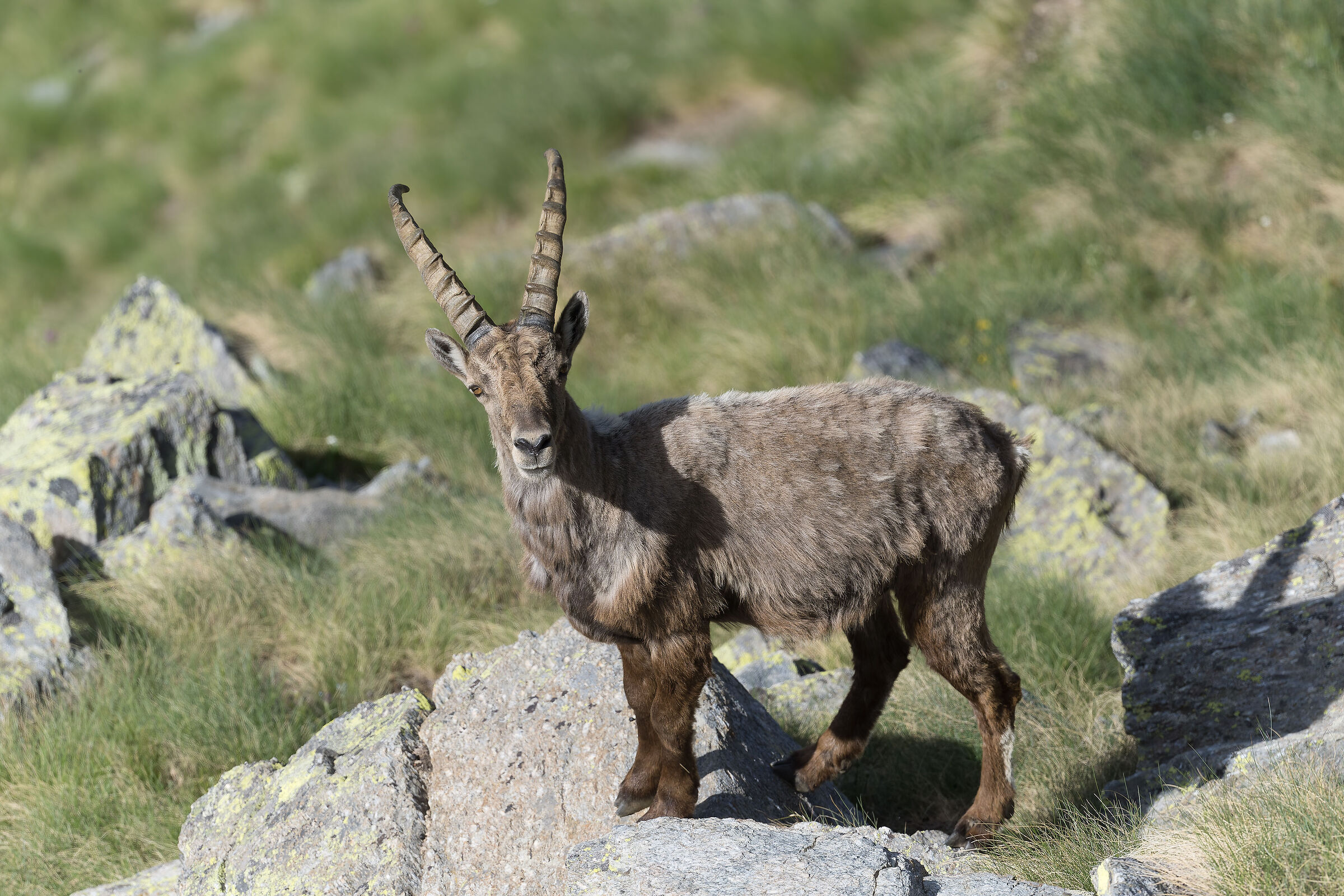 Ibex - Gran Paradiso National Park