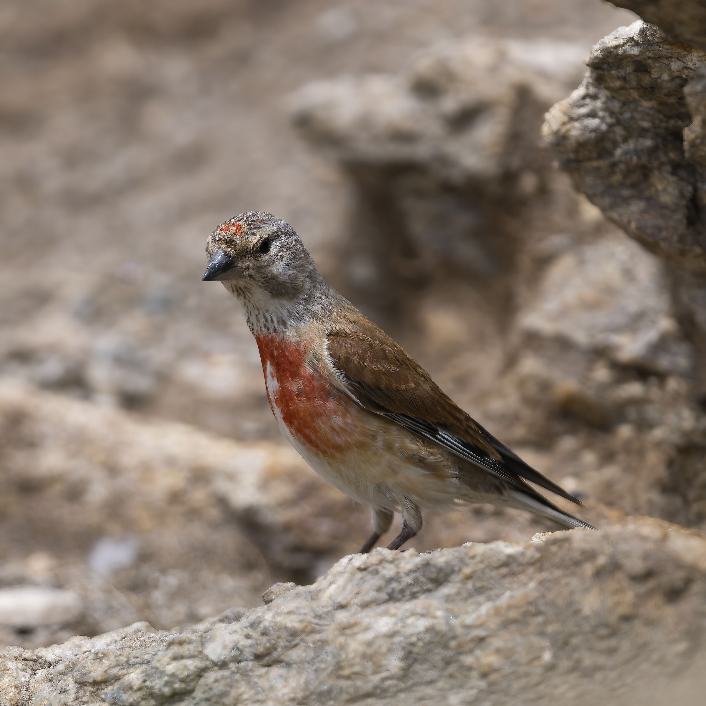 Fanello - Gran Paradiso National Park