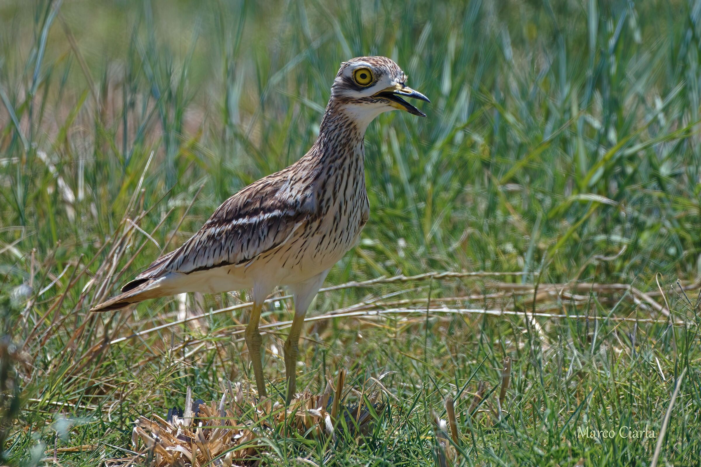 Occhione  (Burhinus oedicnemus)