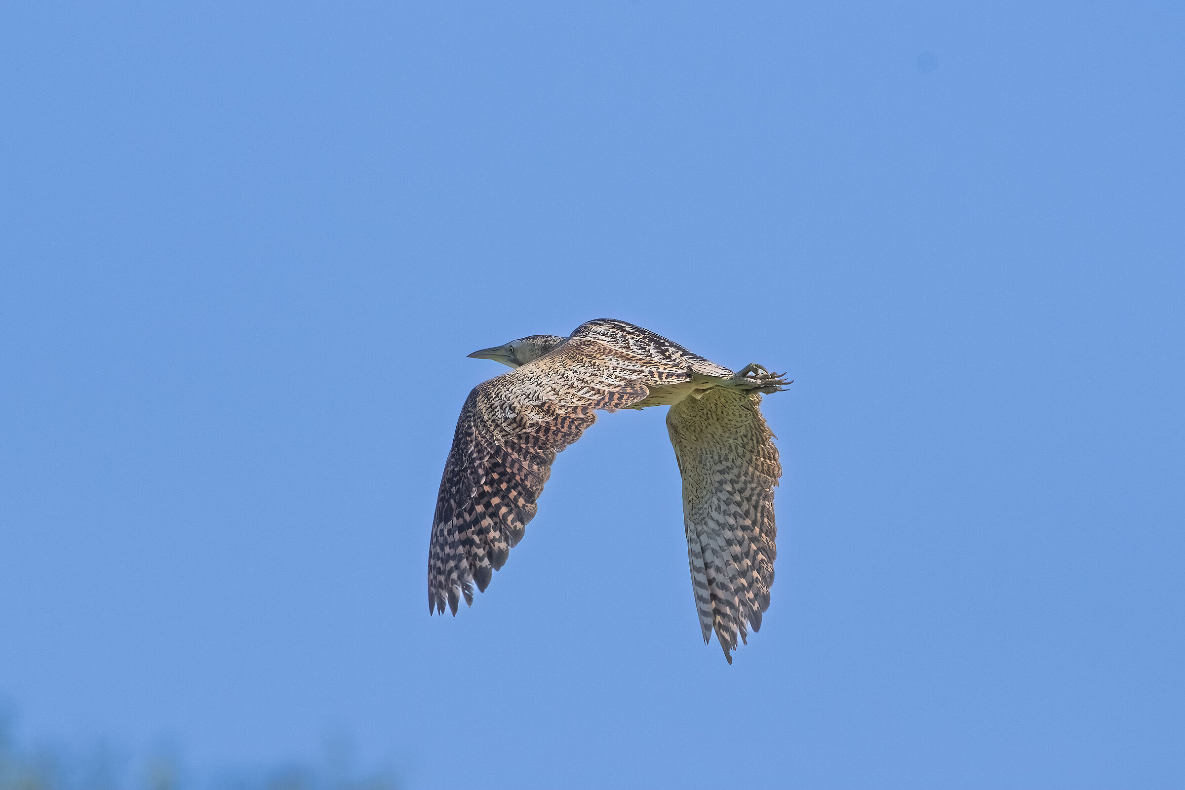 Flying bittern (Botarus stellaris)