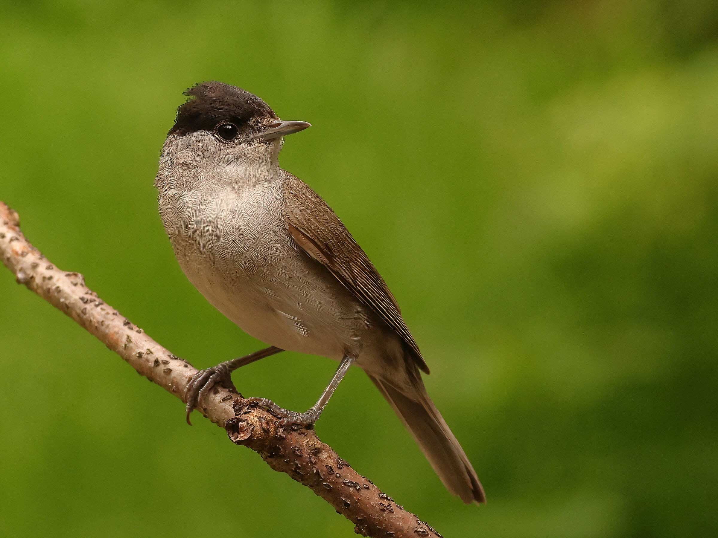 Blackcap