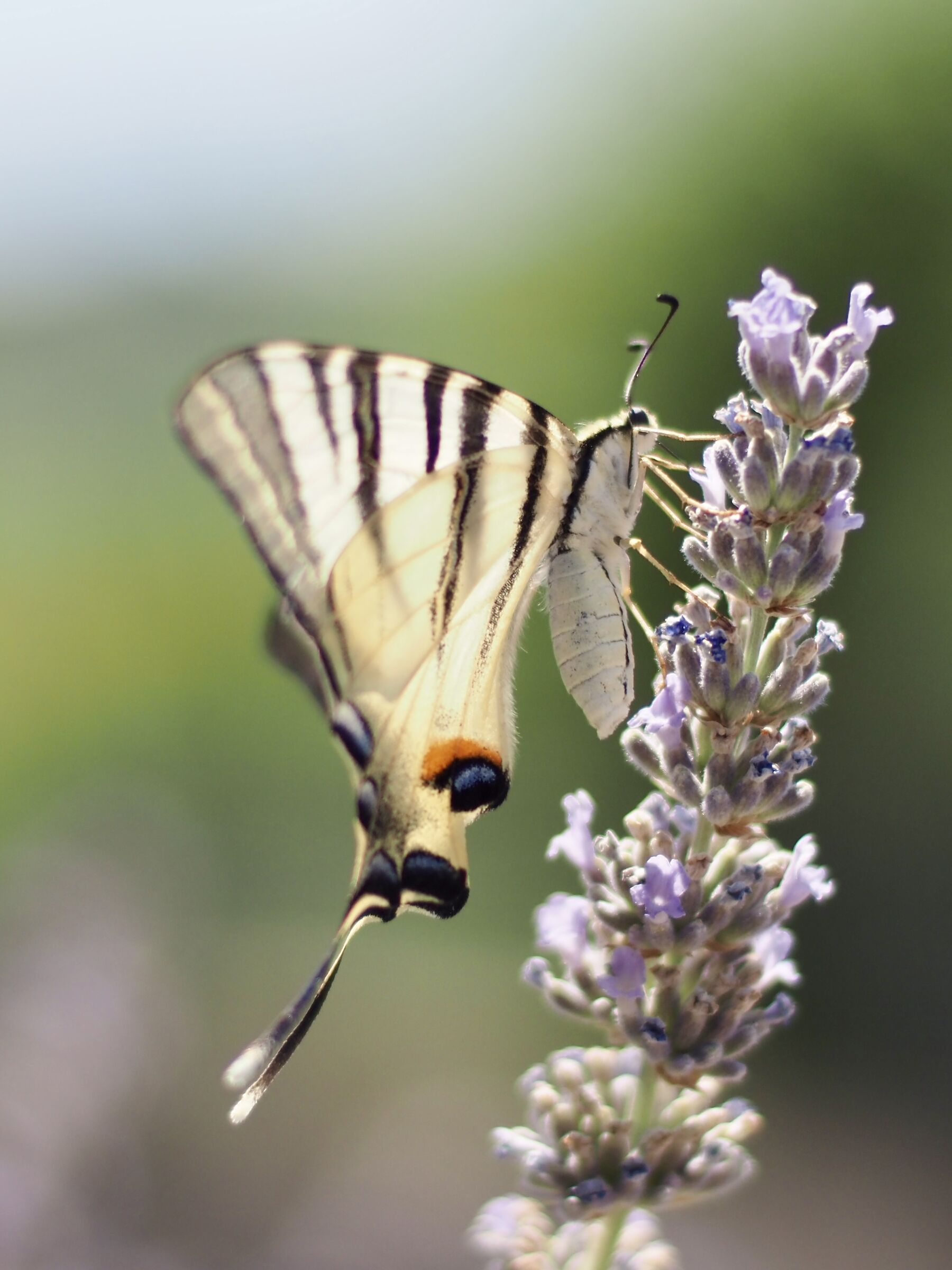 Iphiclides podalirius