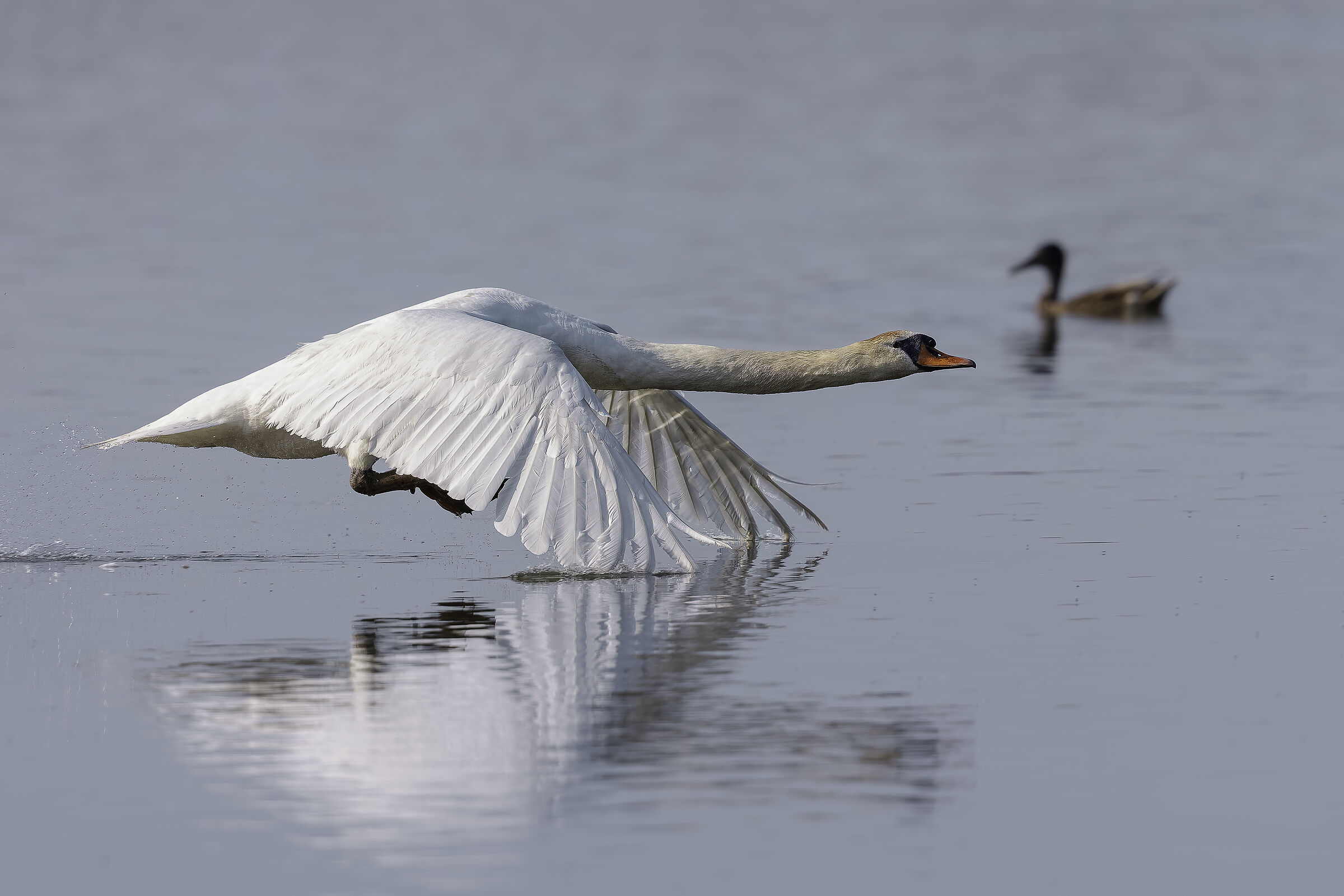 Mute swan