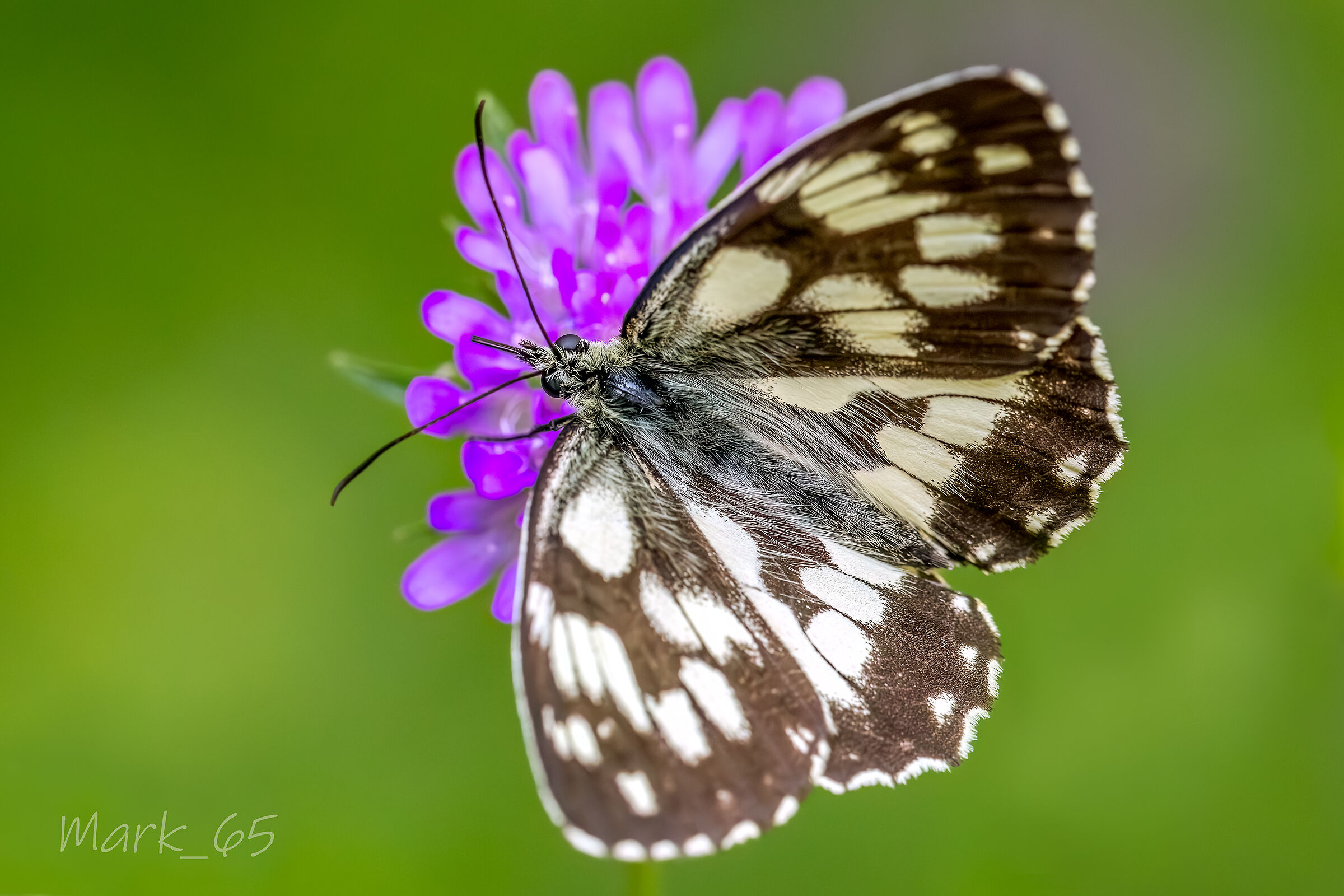 Melanargia Galathea