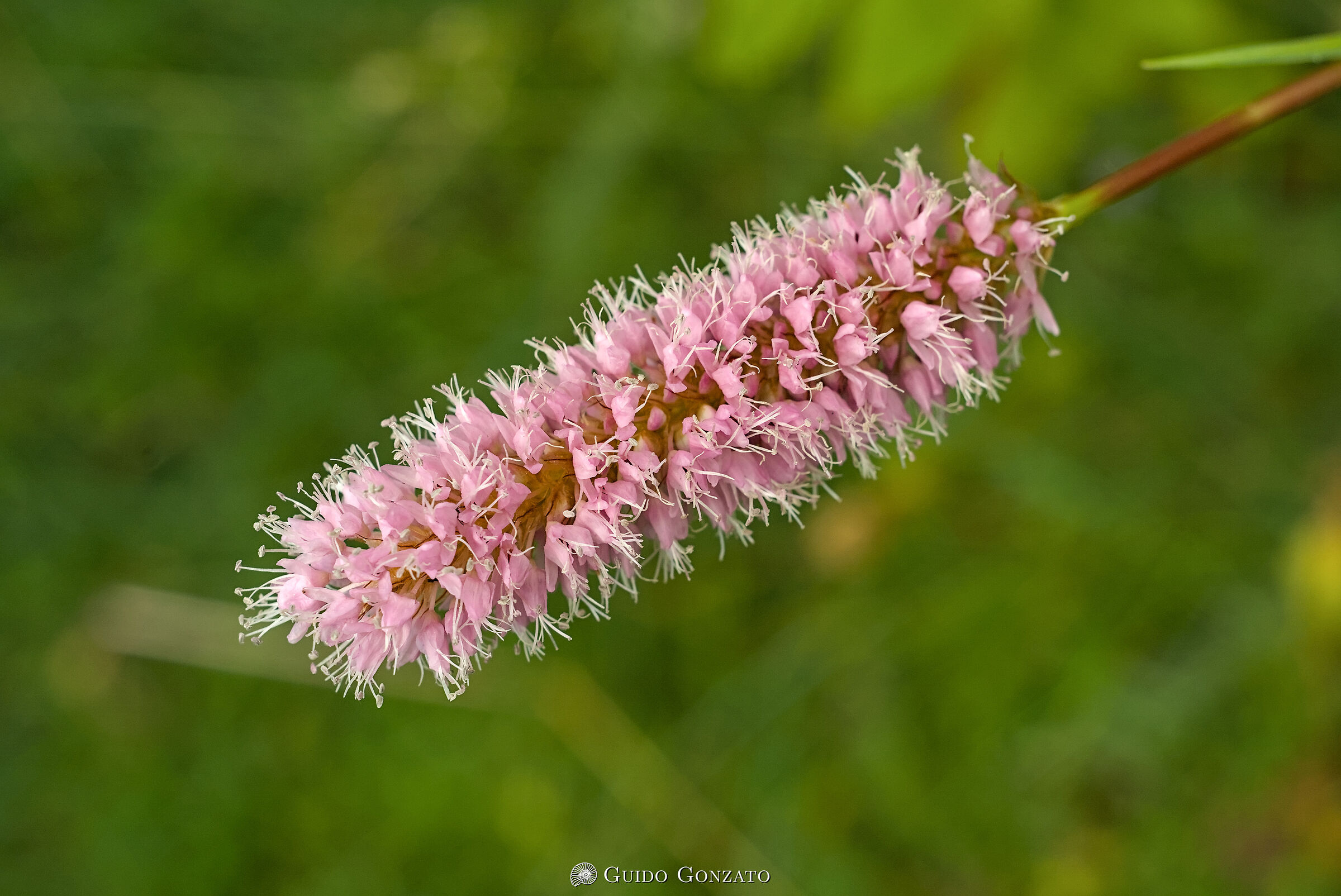 Bistorta officinalis