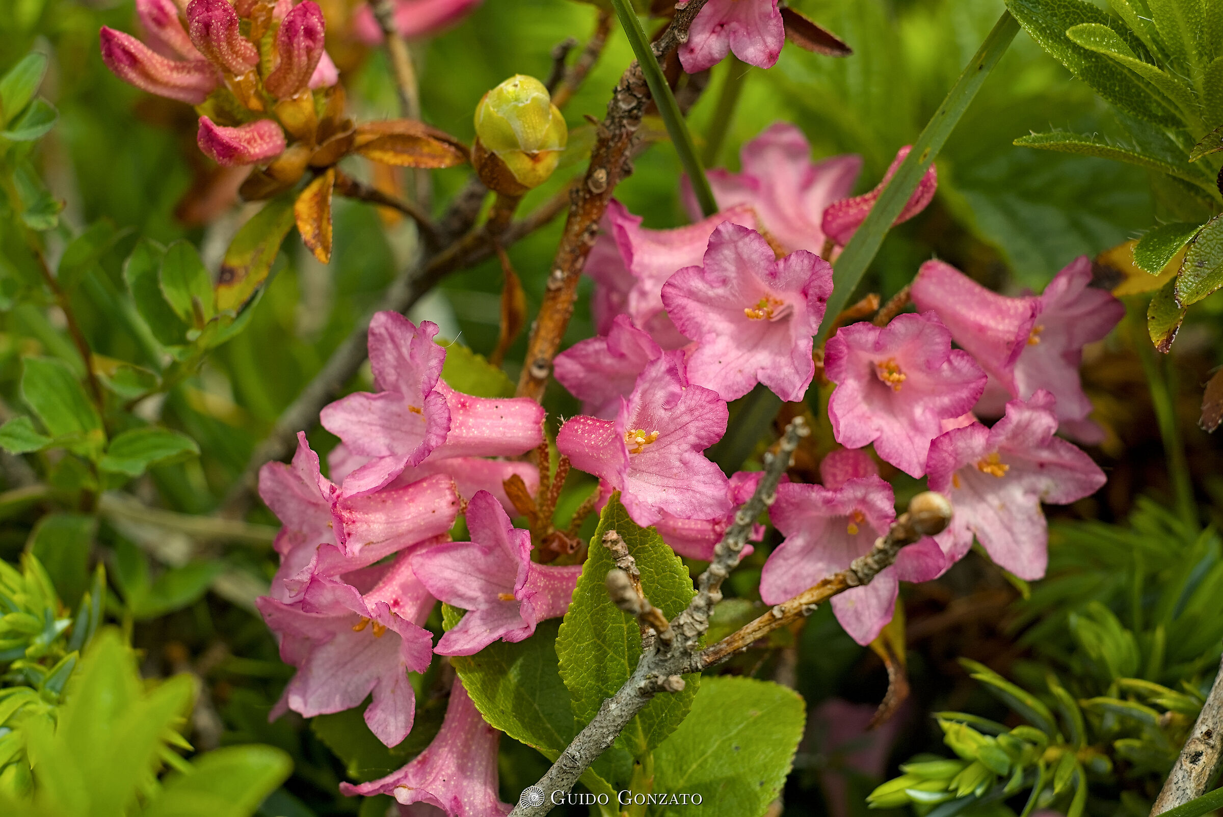 Rhododendron hirsutum