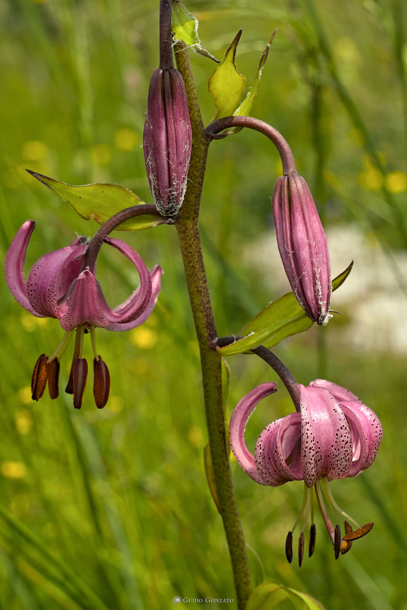 Lilium martagon
