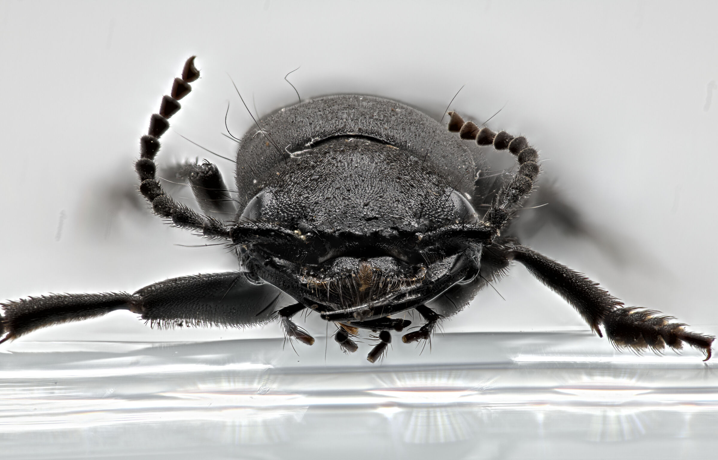 Ocypus olens (Devil's Coachman)