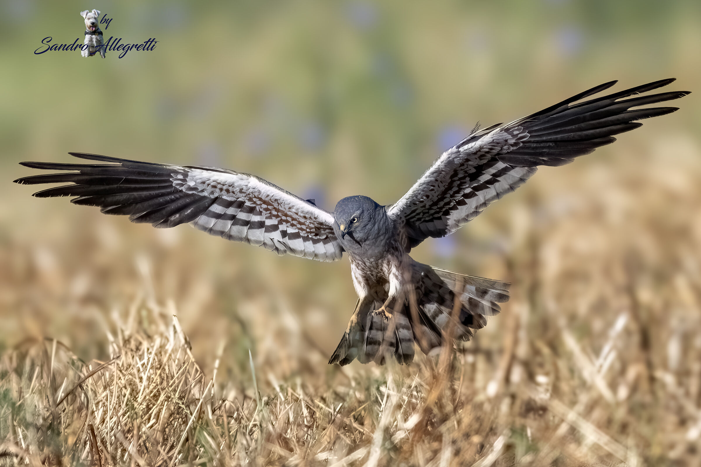 L'albanella minore (Circus pygargus)
