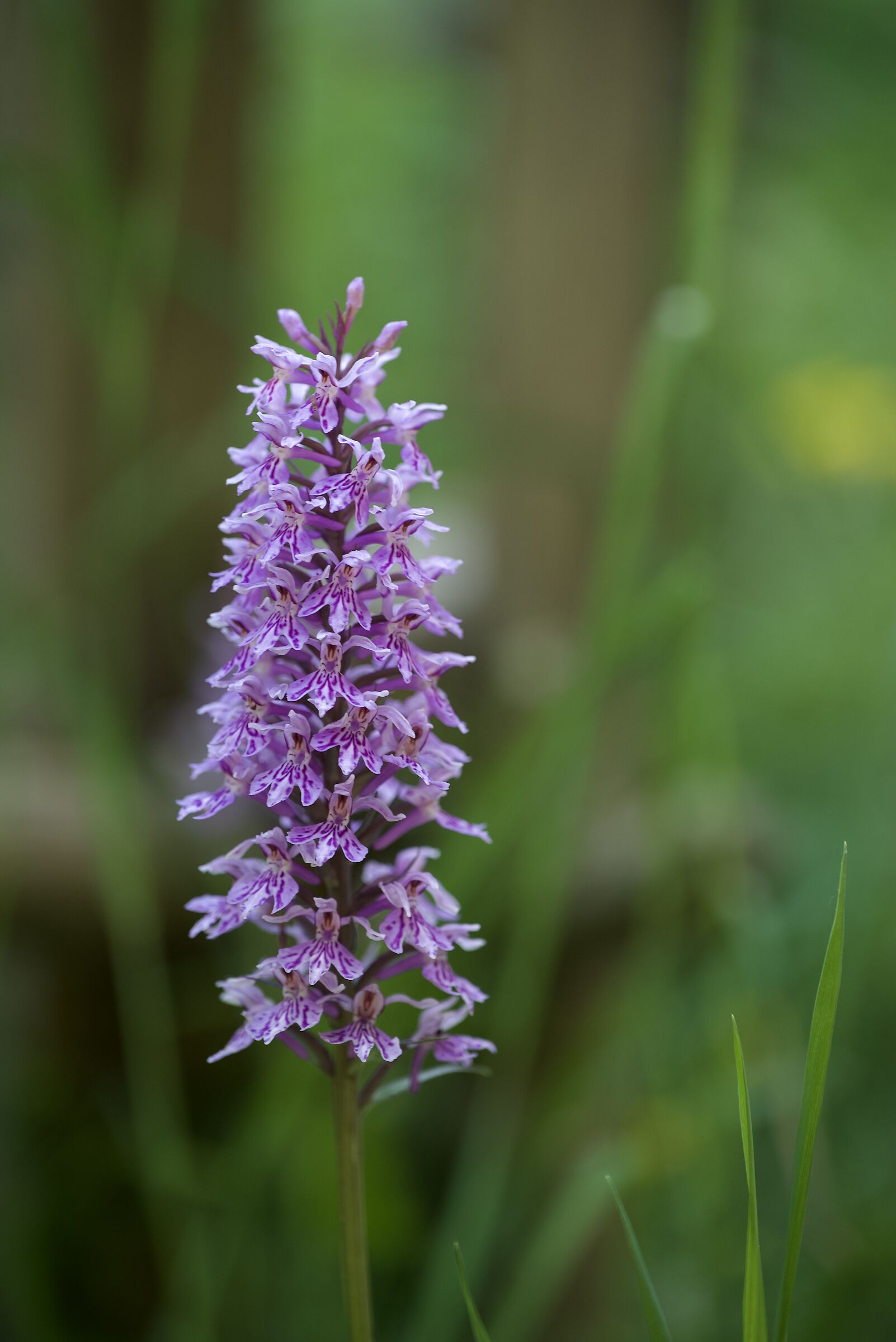 Dactylorhiza fuchsii-Wild orchid