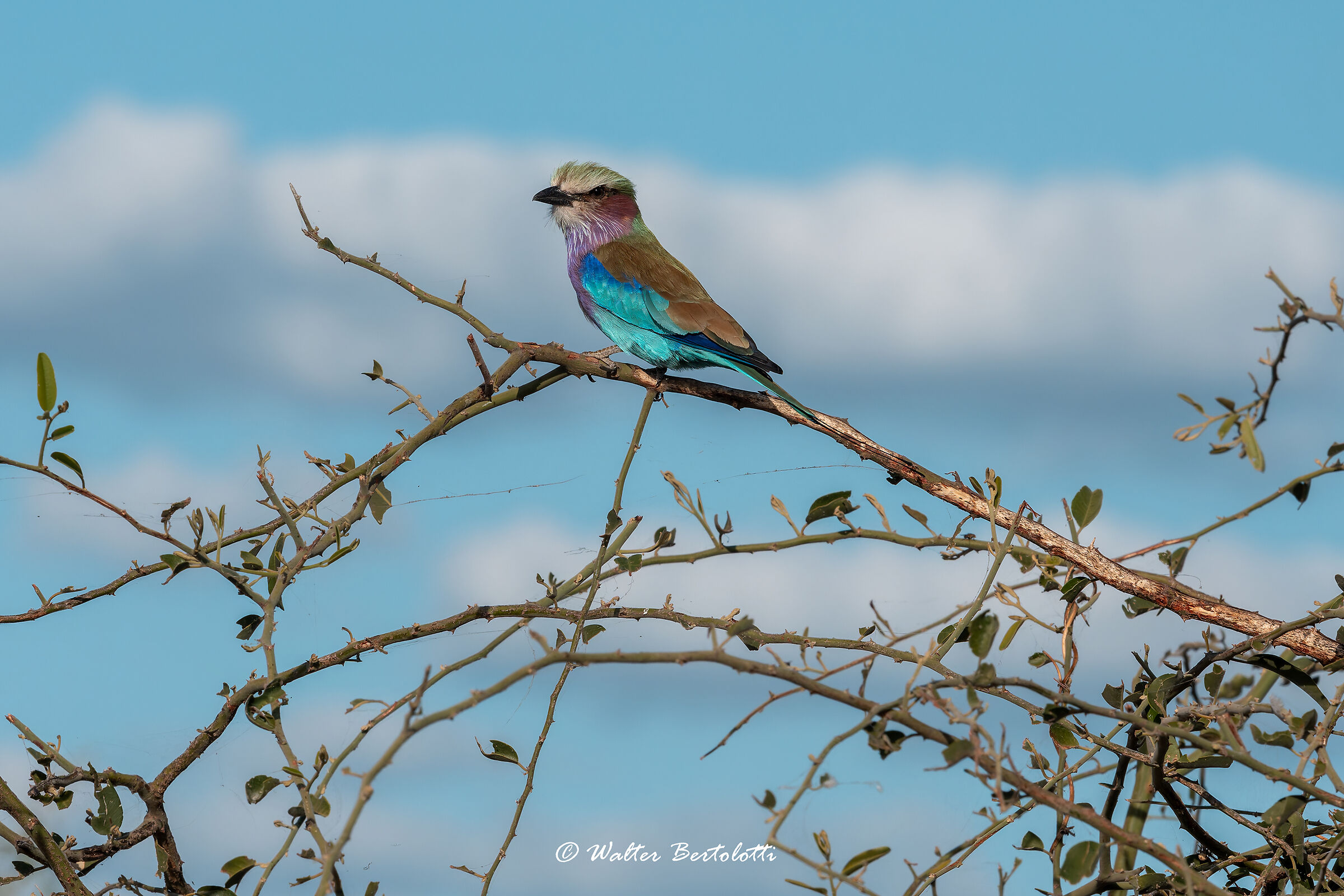 ghiandaia marina petto lilla