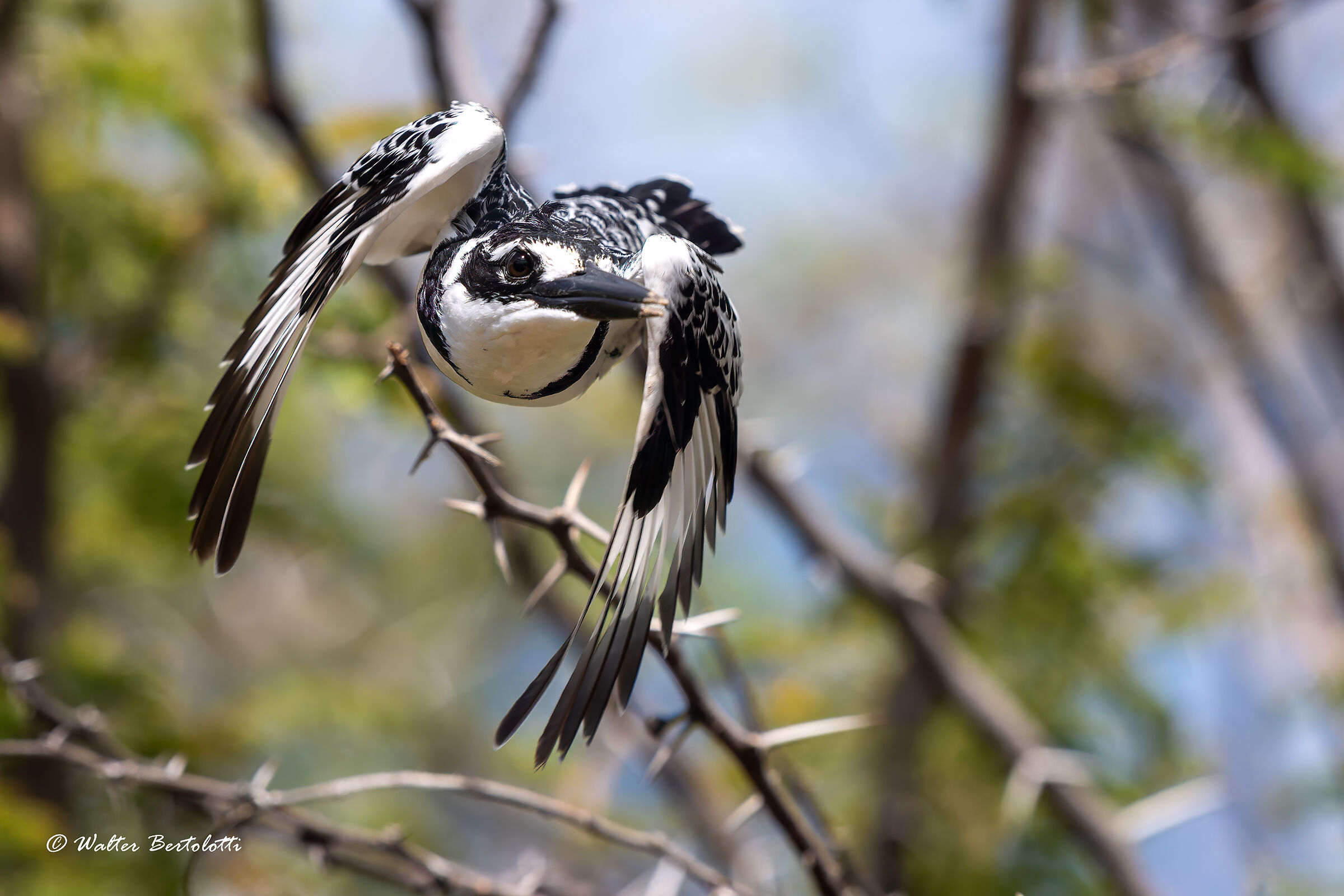 martin pescatore bianco e nero