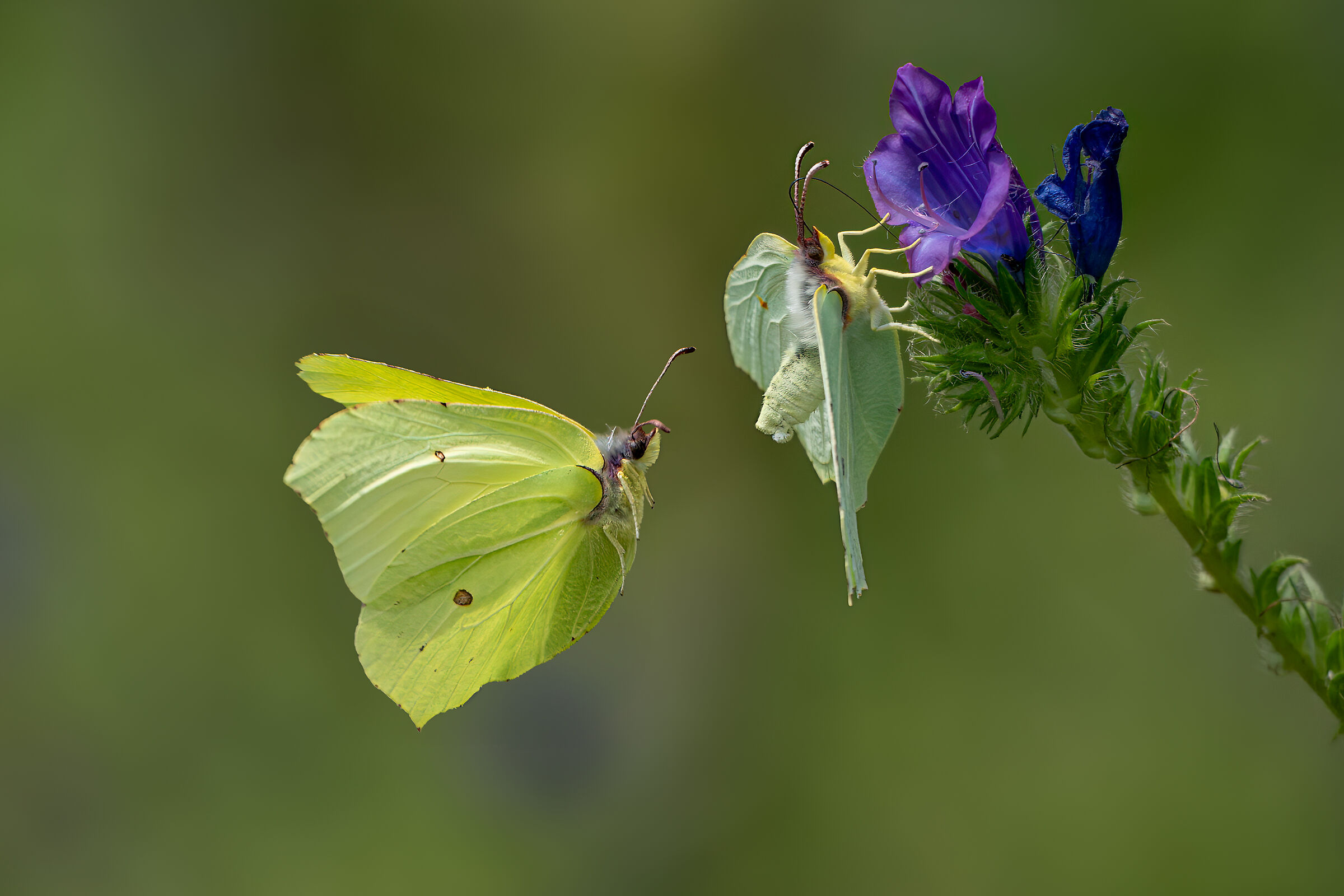 The courtship of the citronellas