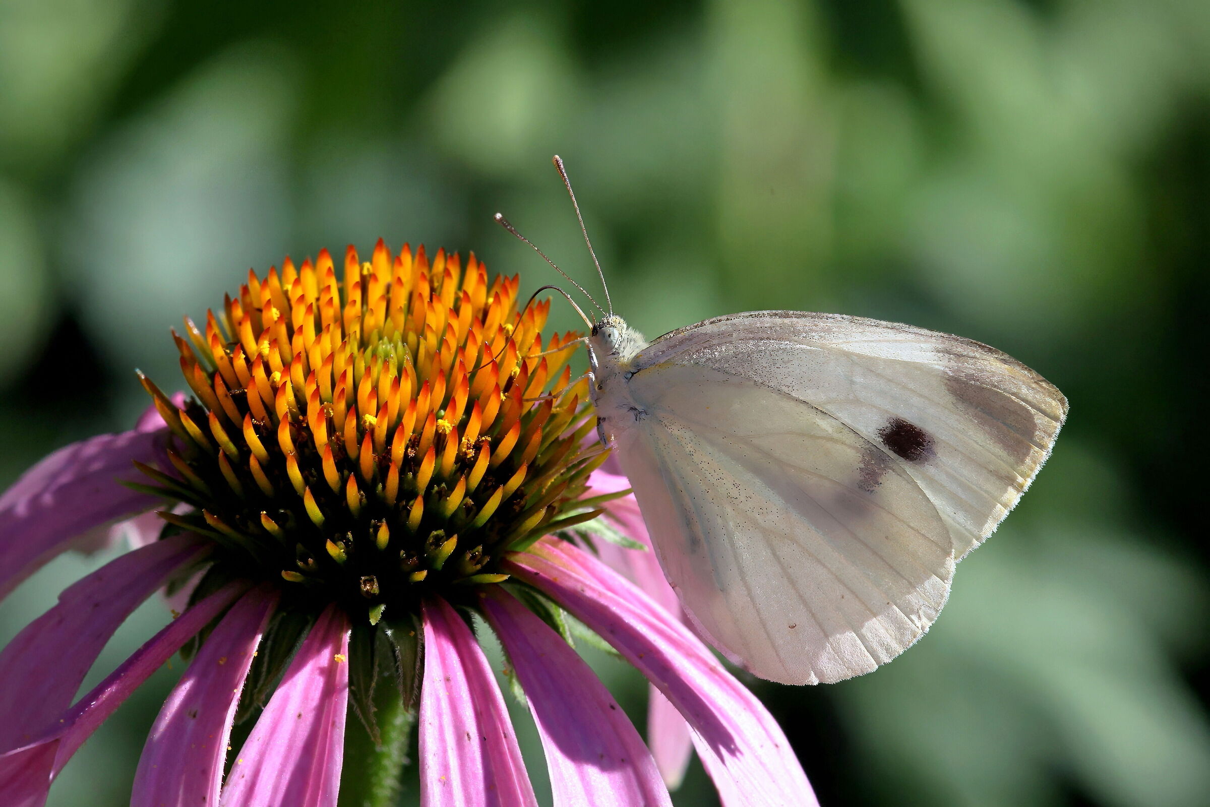 Pieris rapae on Echinacea purpurea