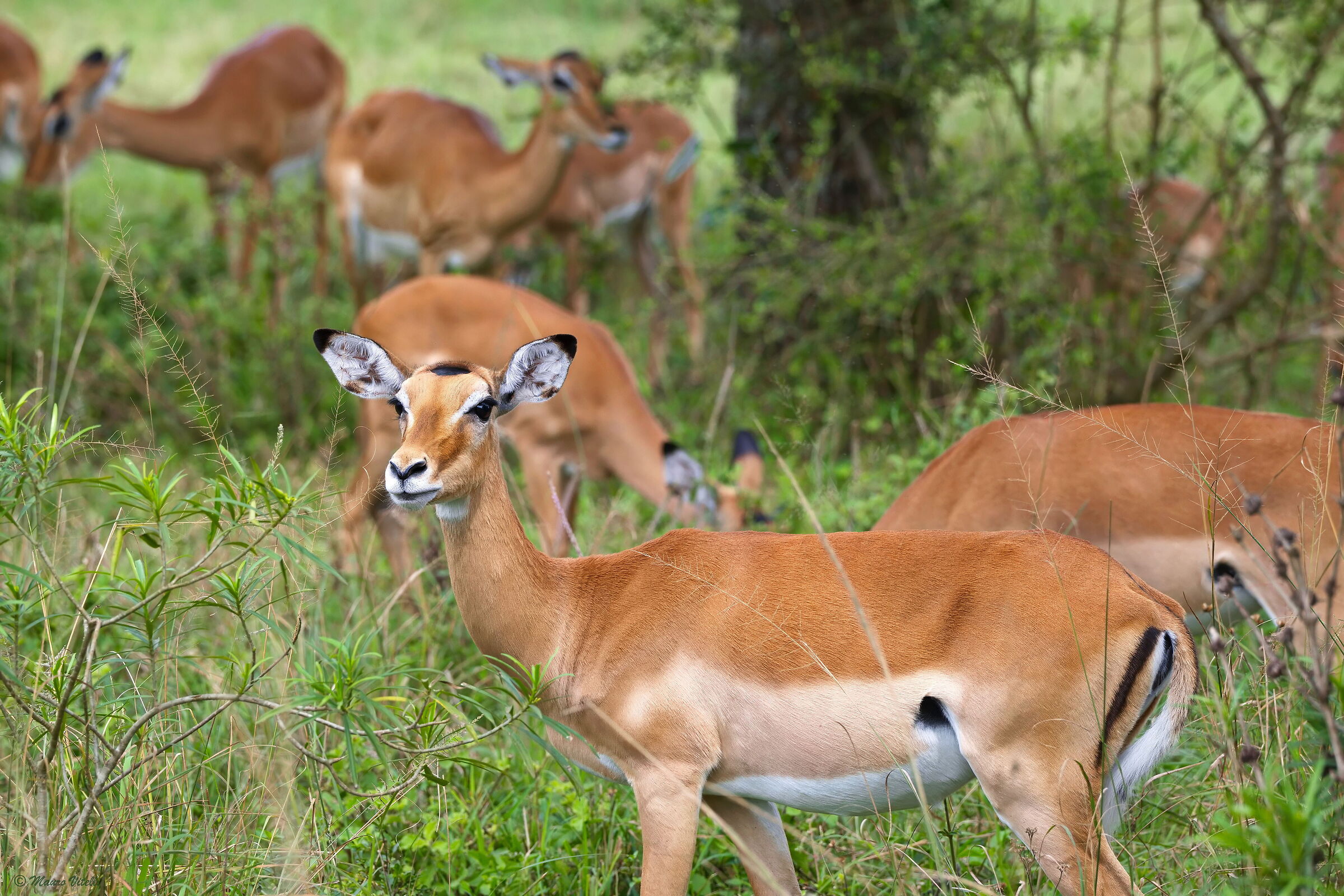 Impala (Aepyceros melampus)
