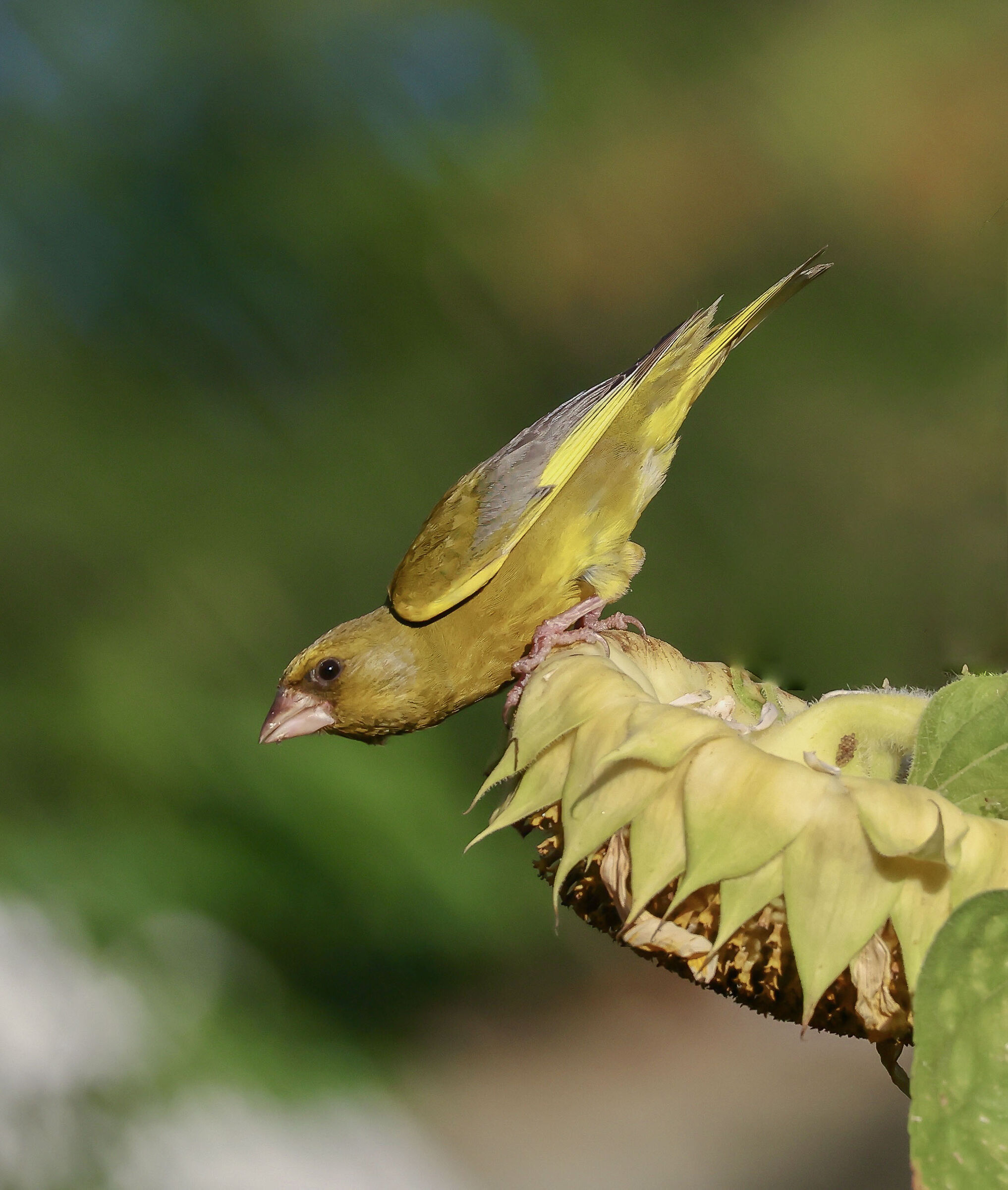Greenfinch