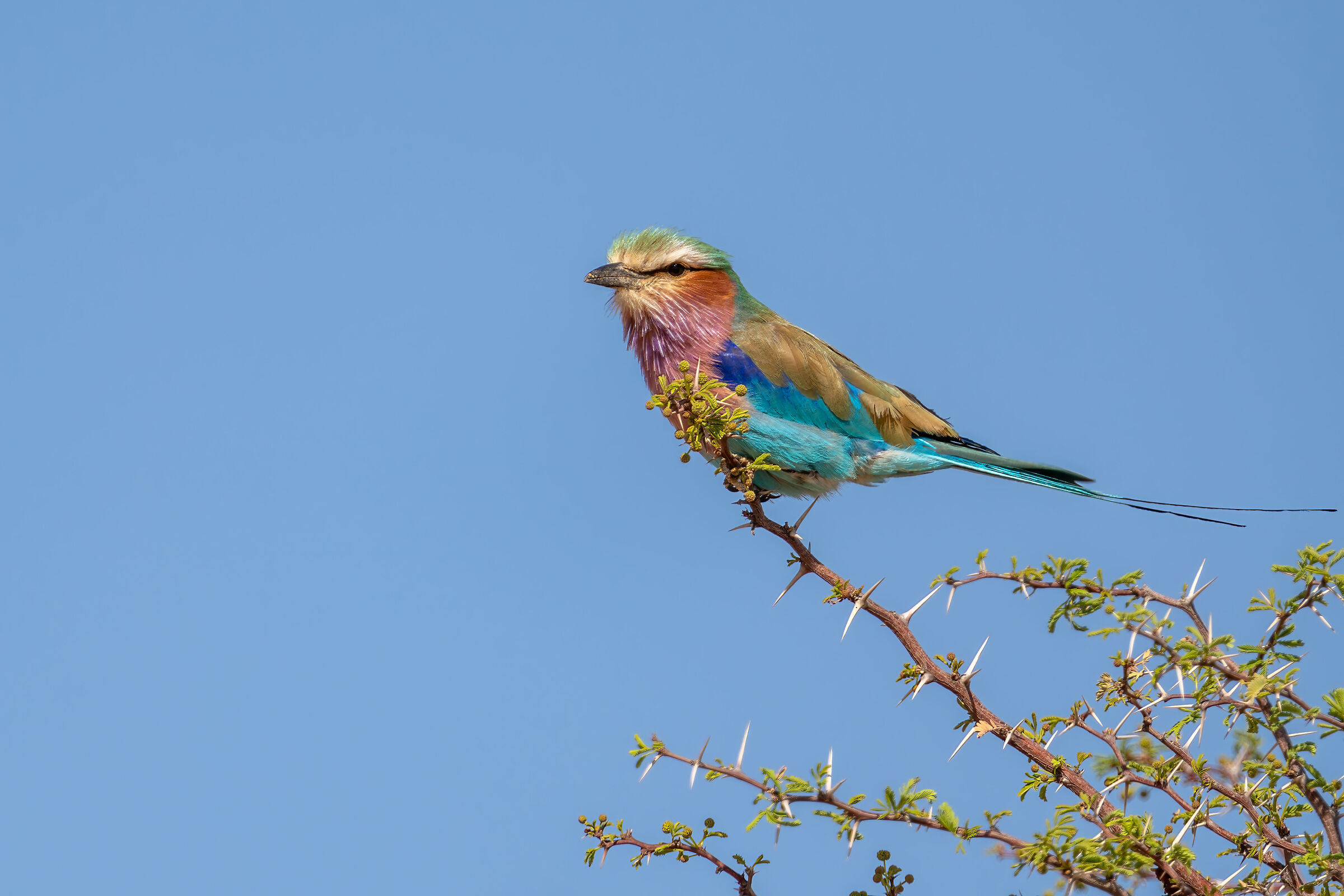 Ghiandaia marina petto lilla