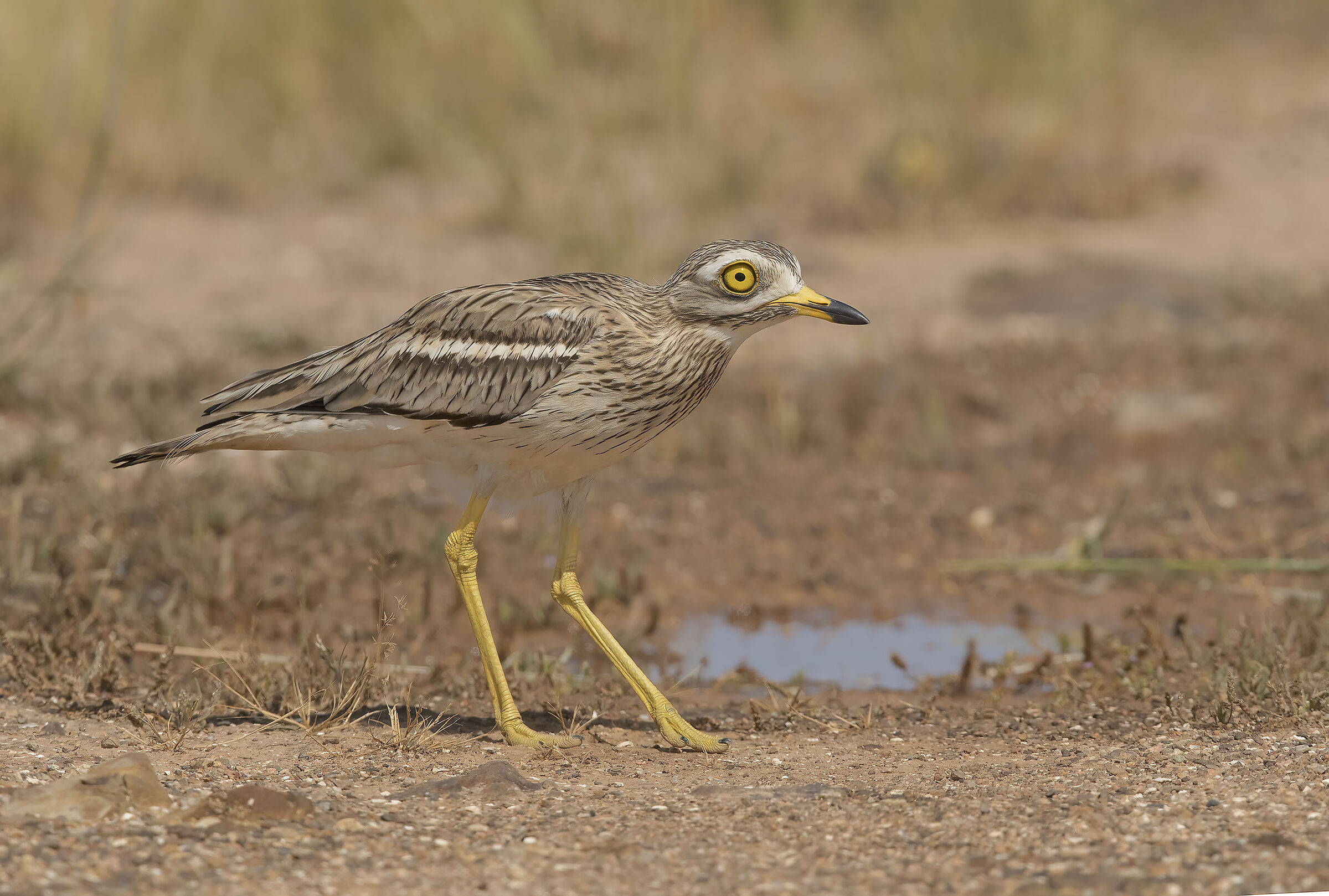 occhione (burhinus oedicnemus)