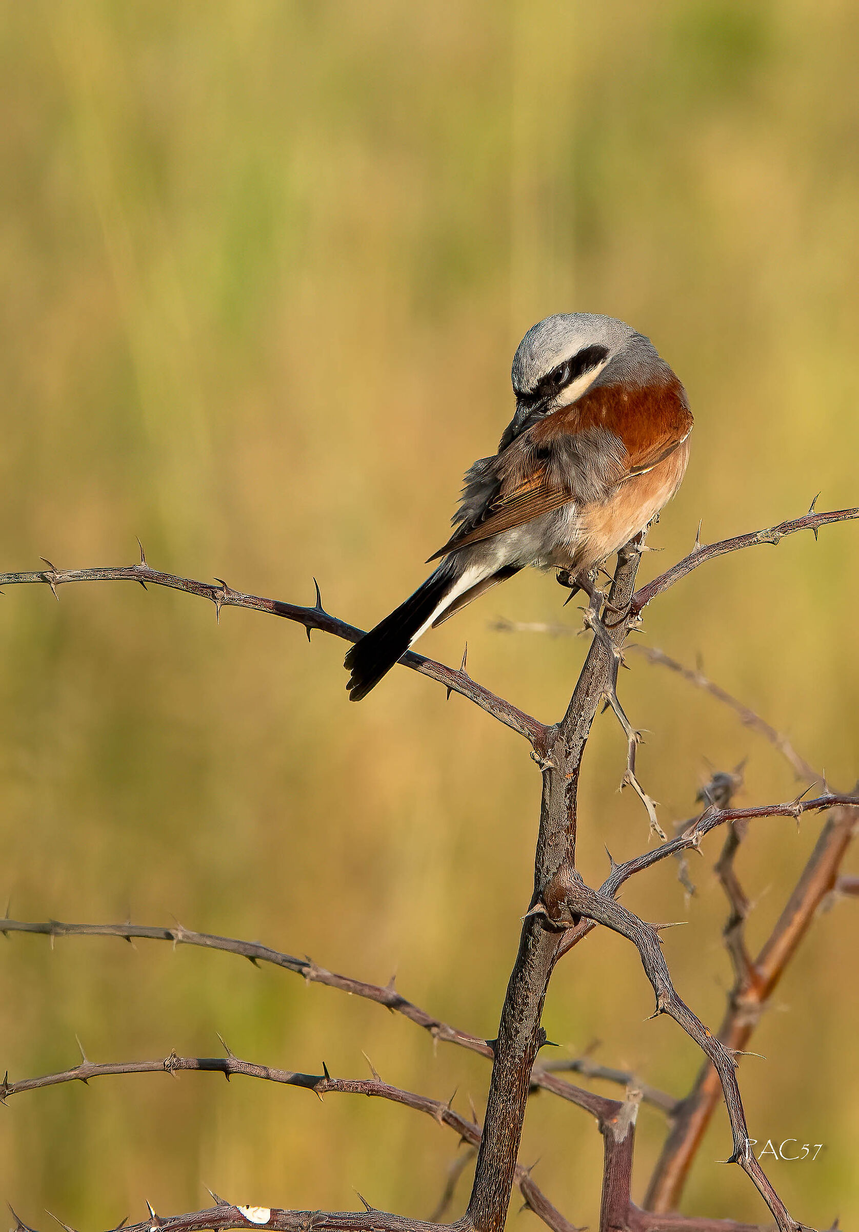 Averla piccola - isola di Pag Croazia