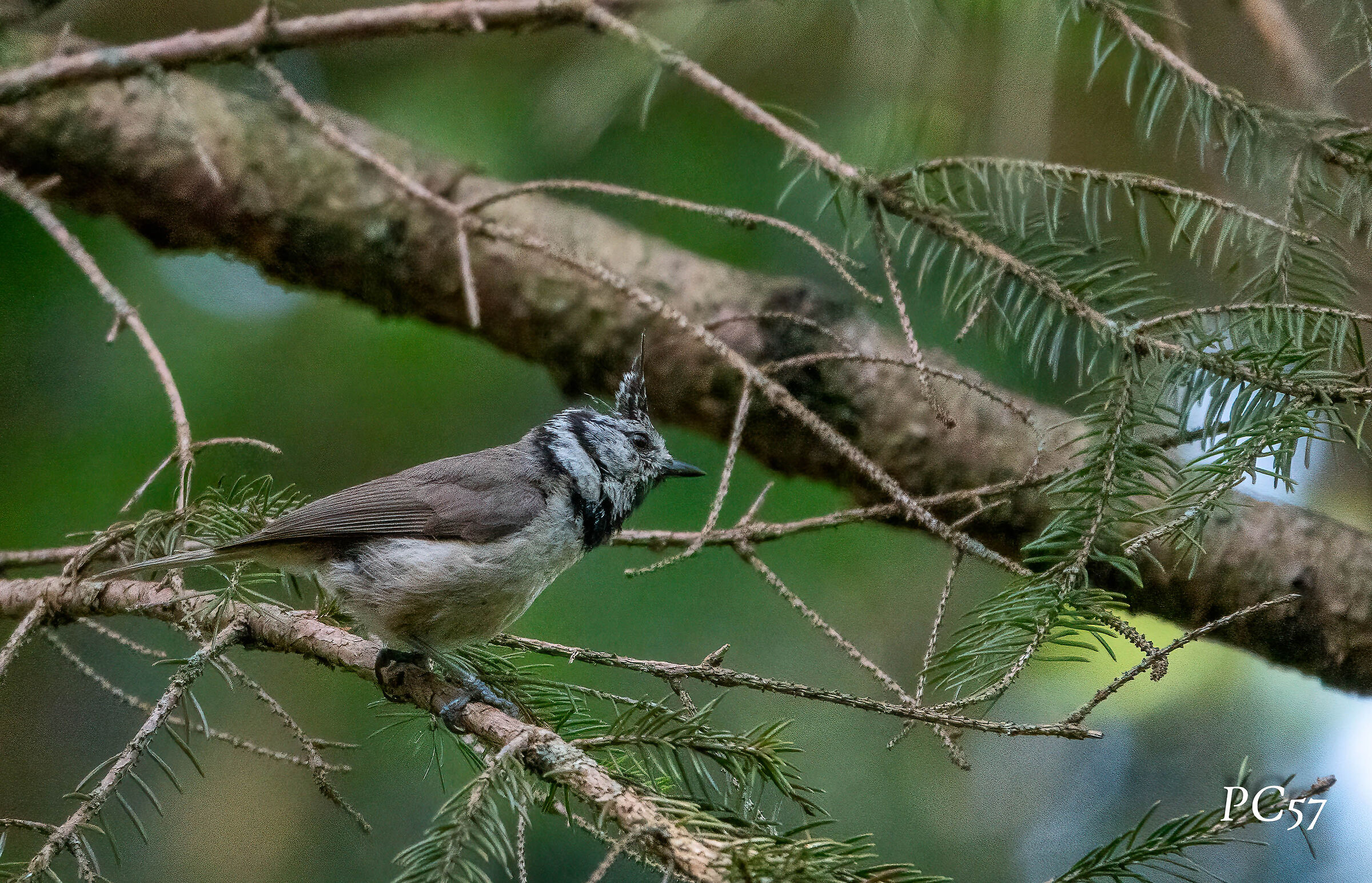 Cincia da ciuffo - Vallesabbia