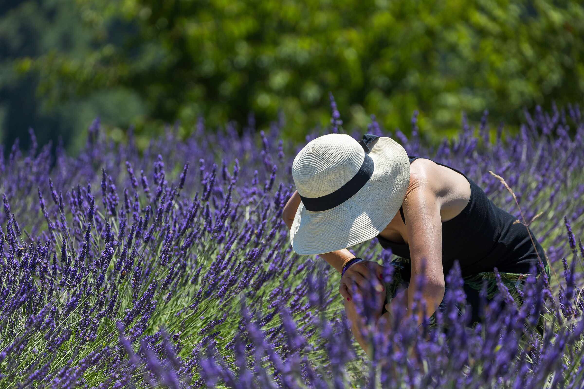 Lavender fields