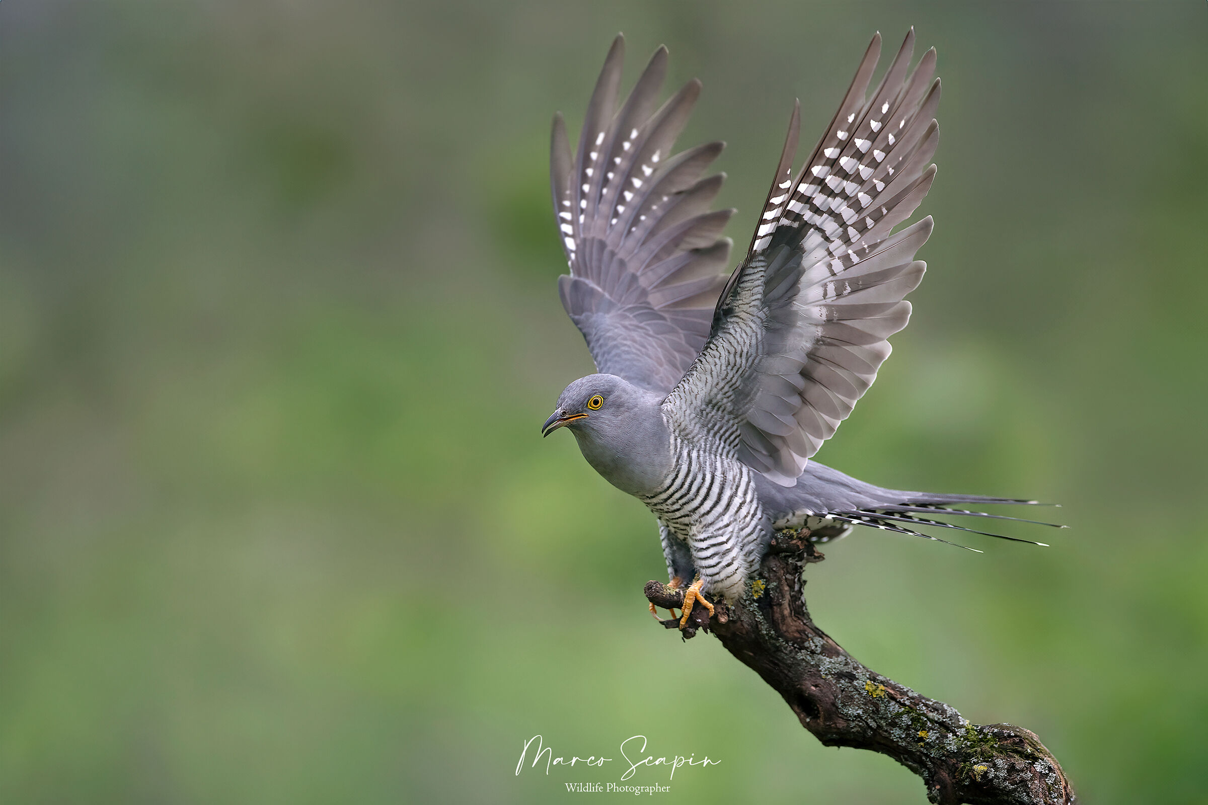 Cuckoo