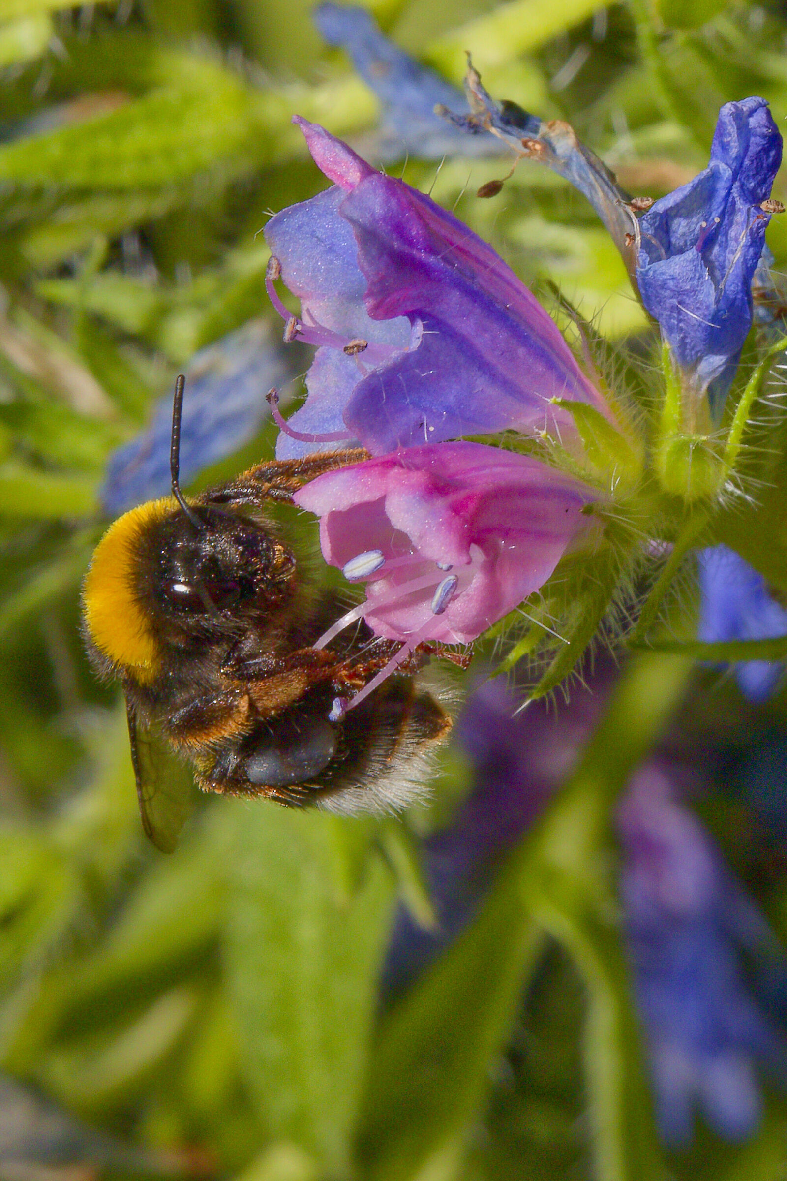 Di fiore in fiore..bzzz