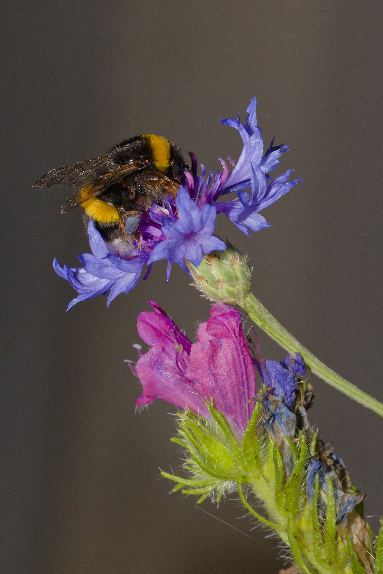 Facciamo il bis….bzzz