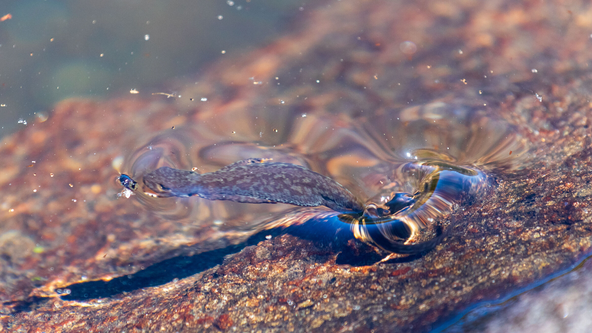 Ora di pranzo - Tritone alpino