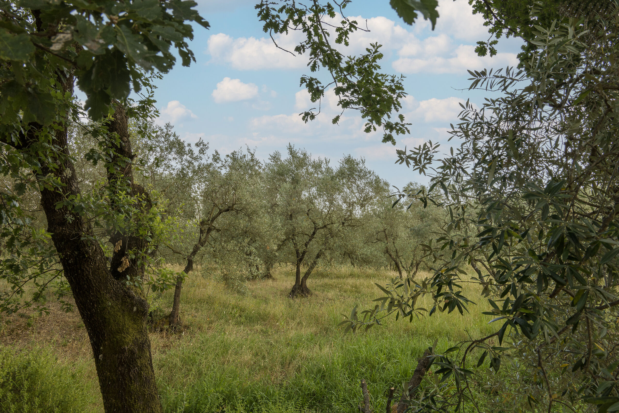 Olive grove 2025
