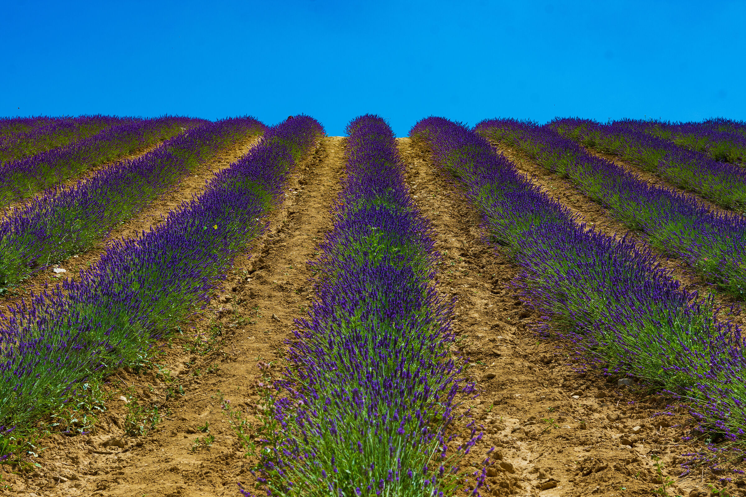 Campi di lavanda Sale san Giovanni