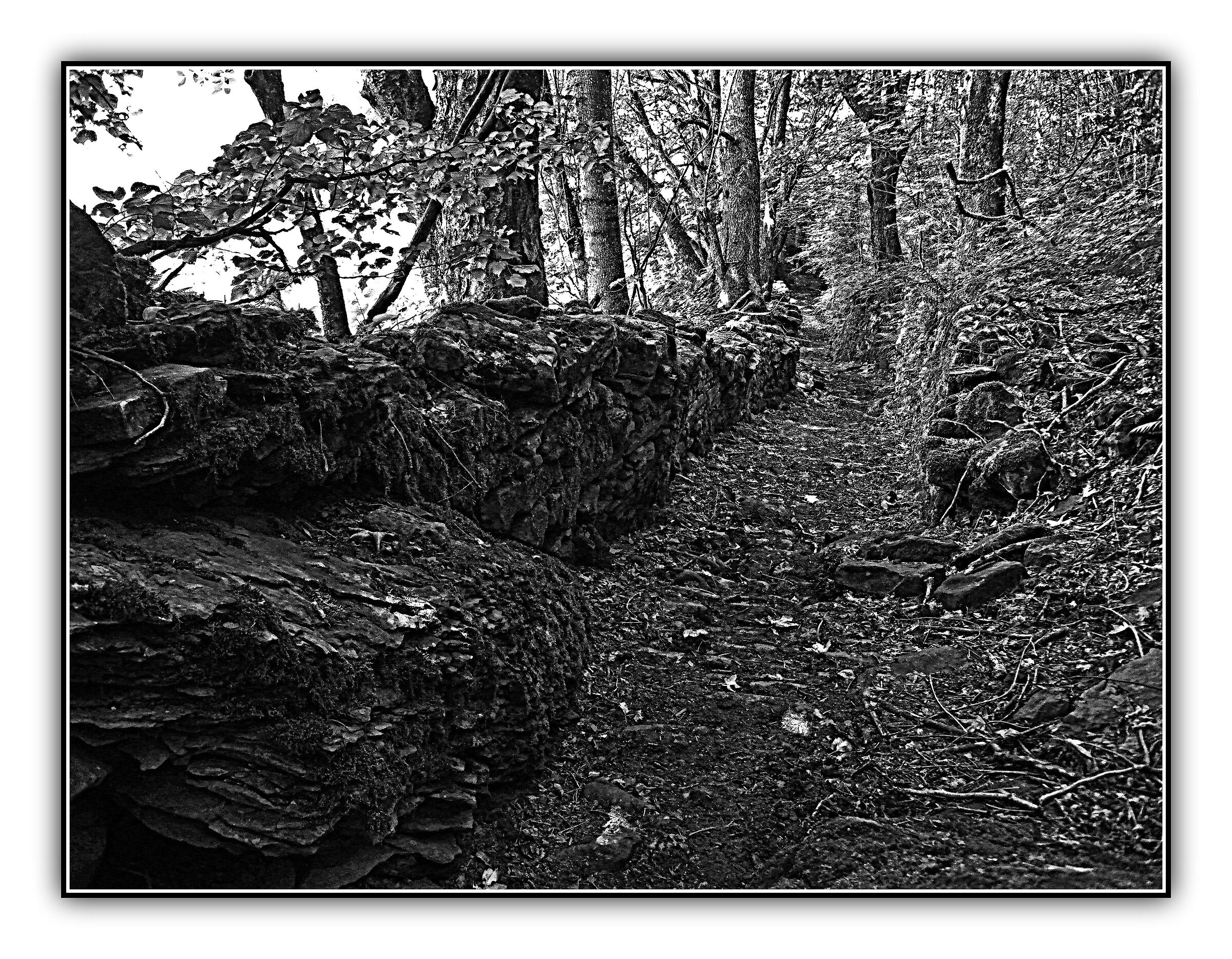 The Path in the Shadows