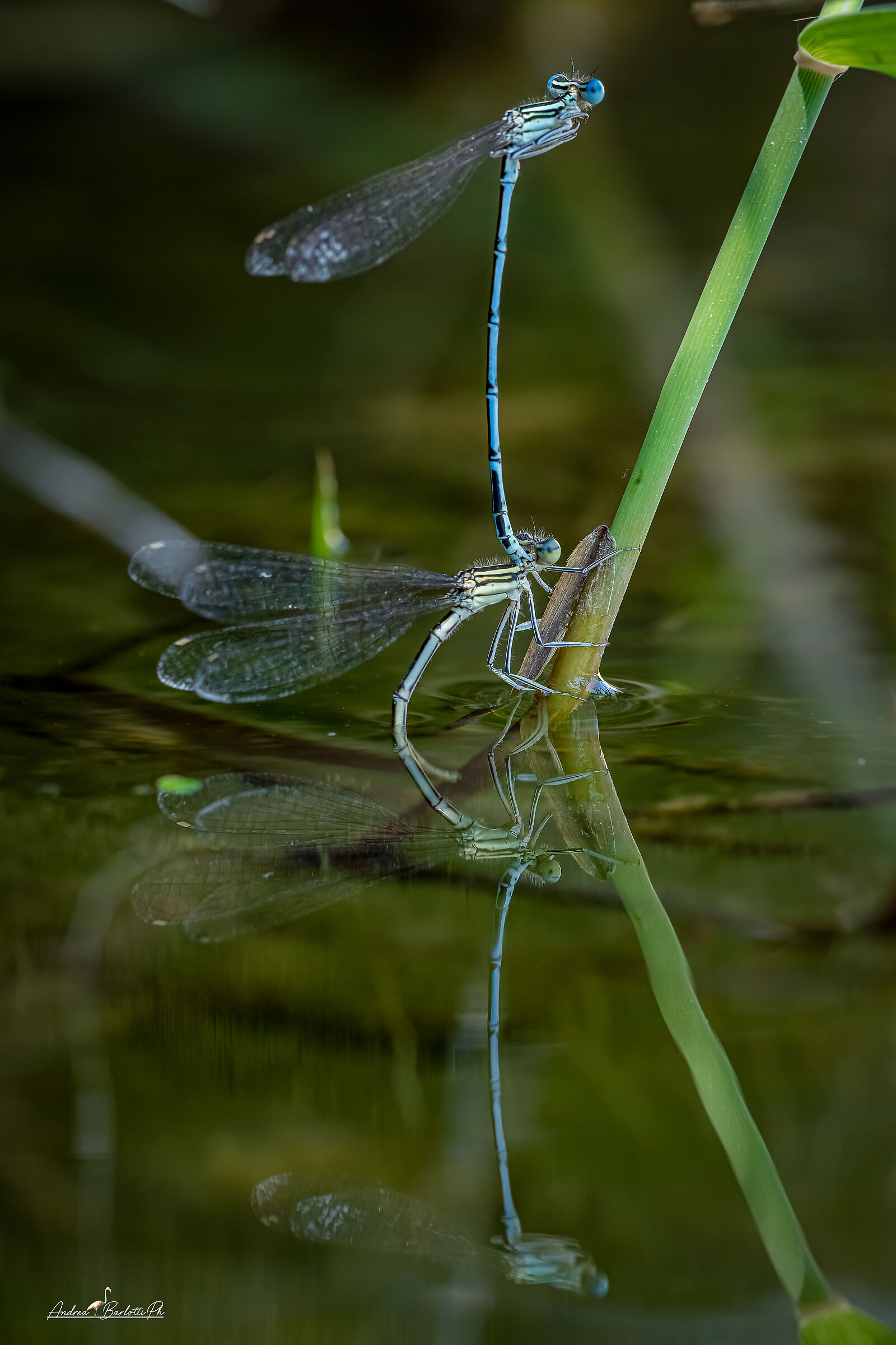 Platycnemis pennipes laying