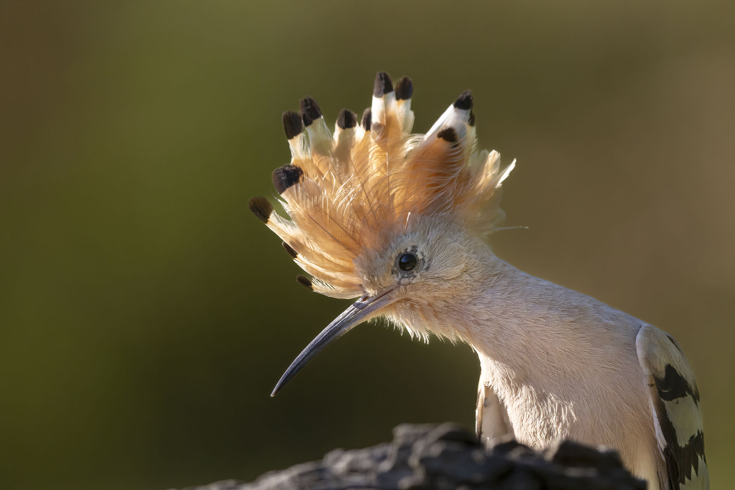 upupa Capanno Montaldo Premilcuore