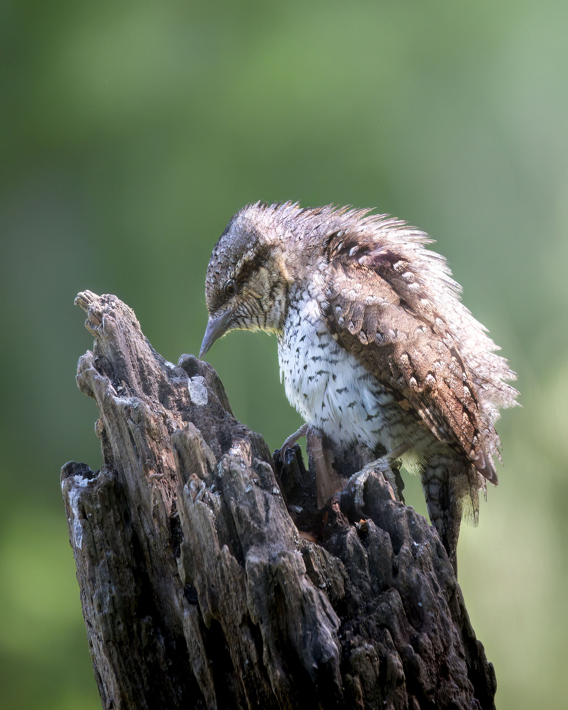 WRYNECK