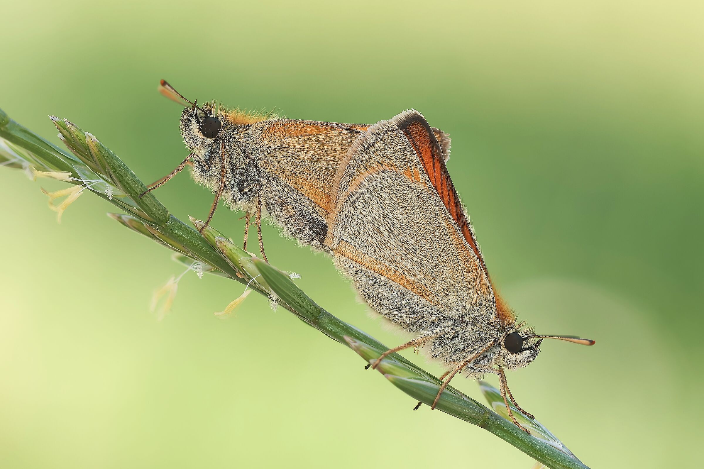 Thymelicus sylvestris