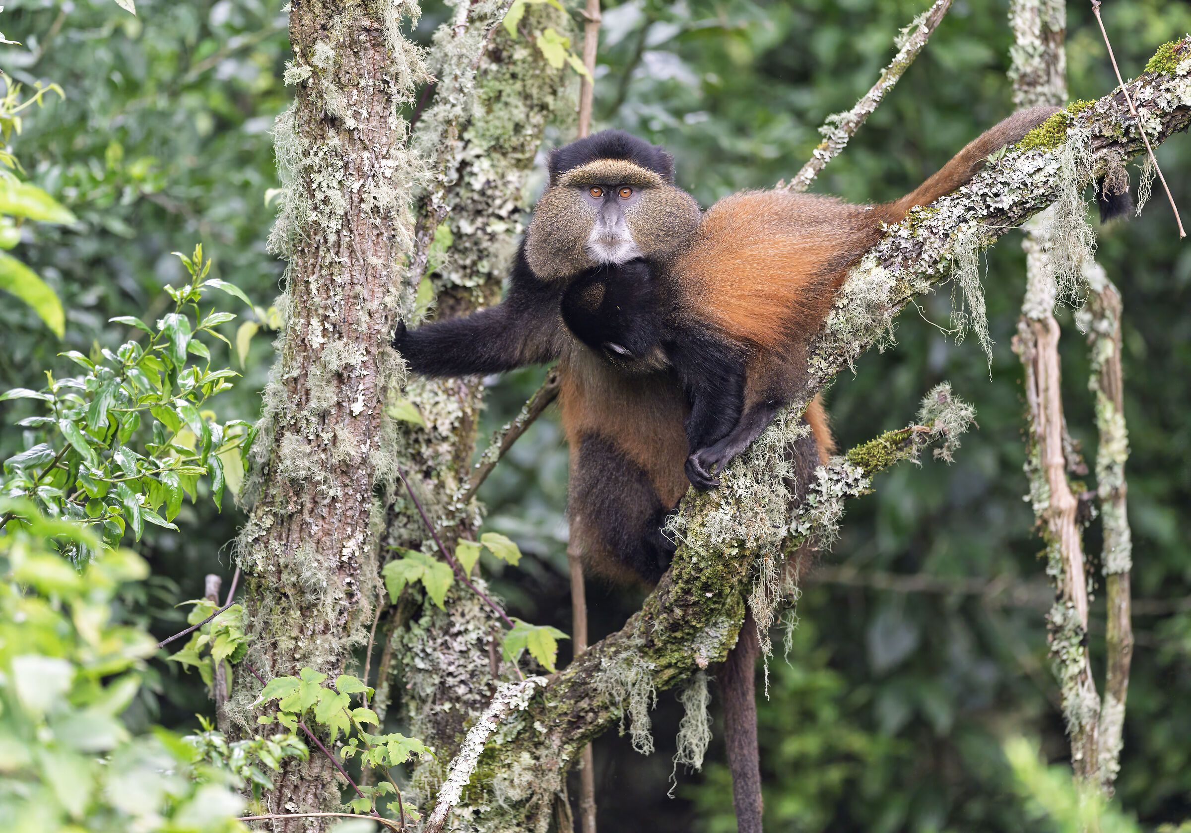 Golden monkey, allattamento in quota