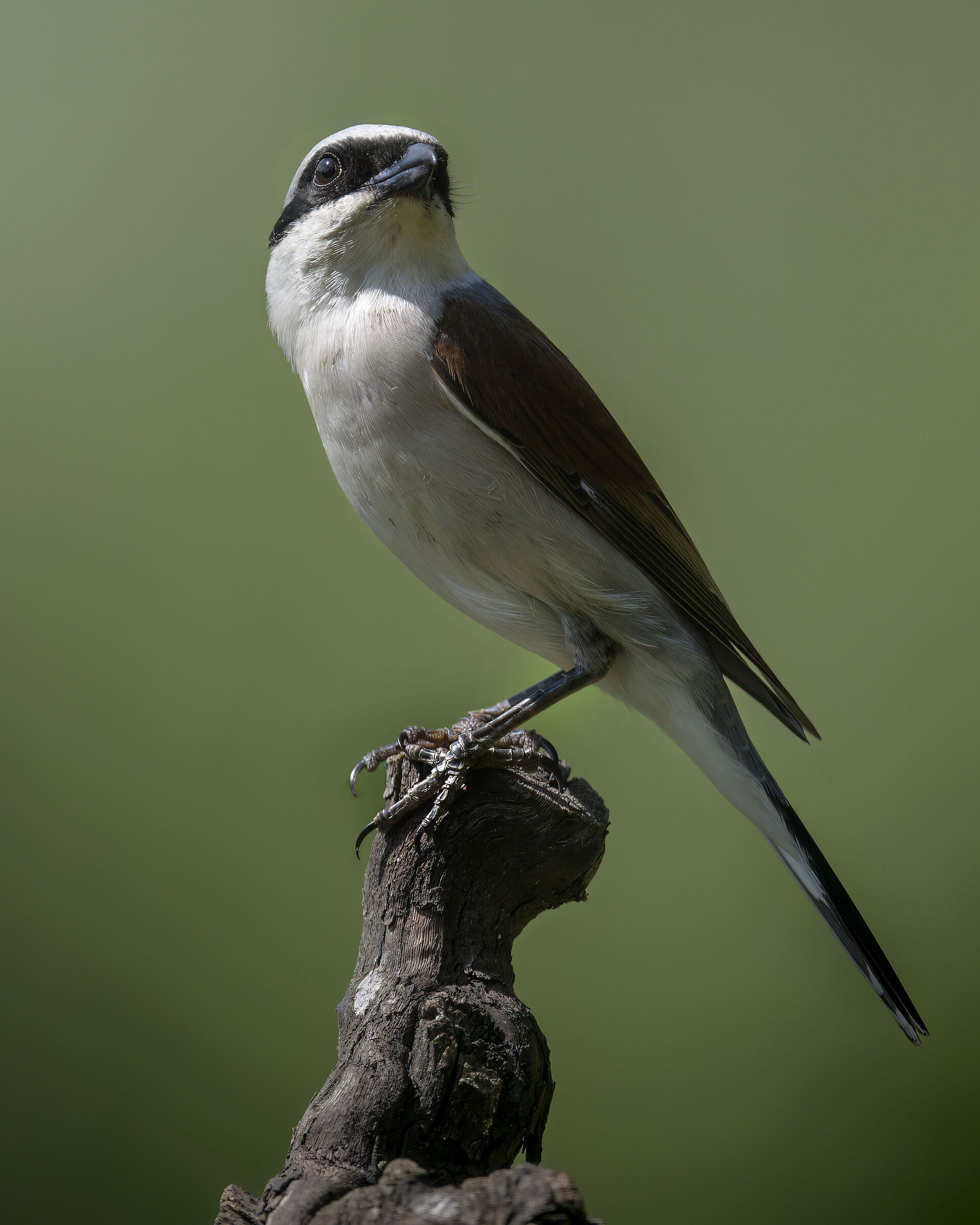 RED-BACKED SHRIKE