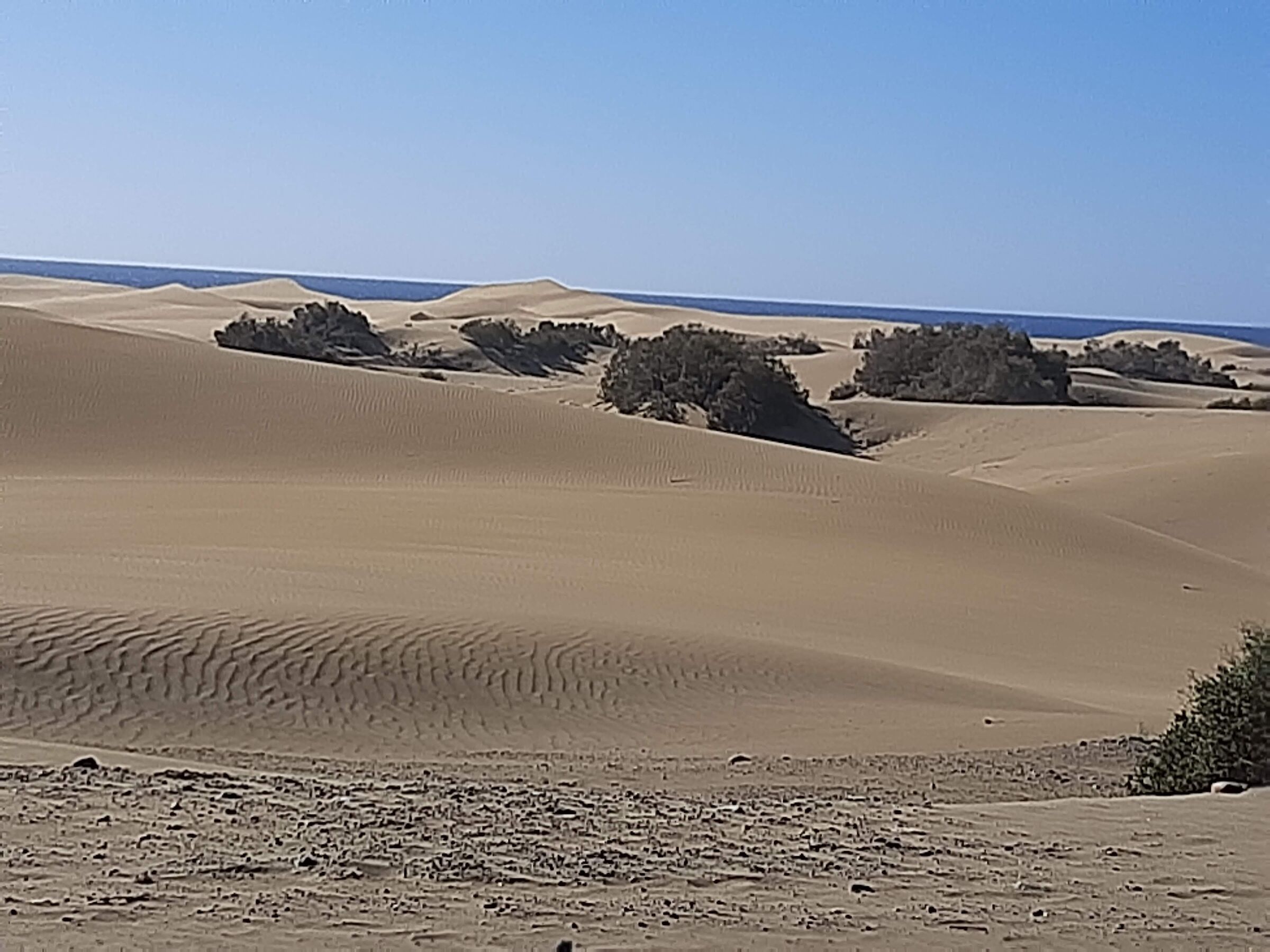 Dune  in  canarie