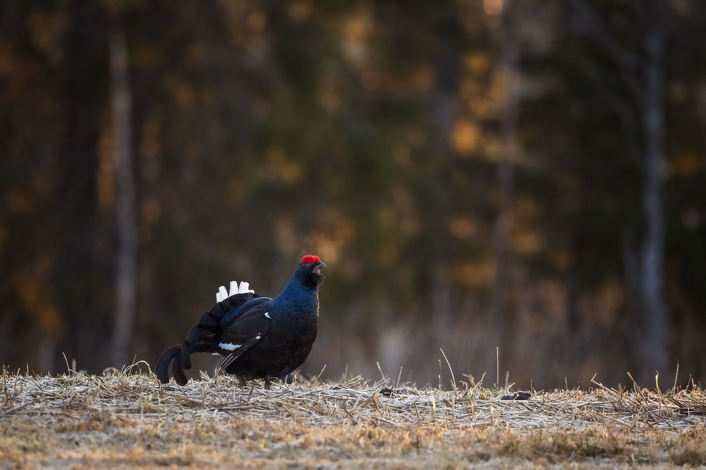 Gallo forcello