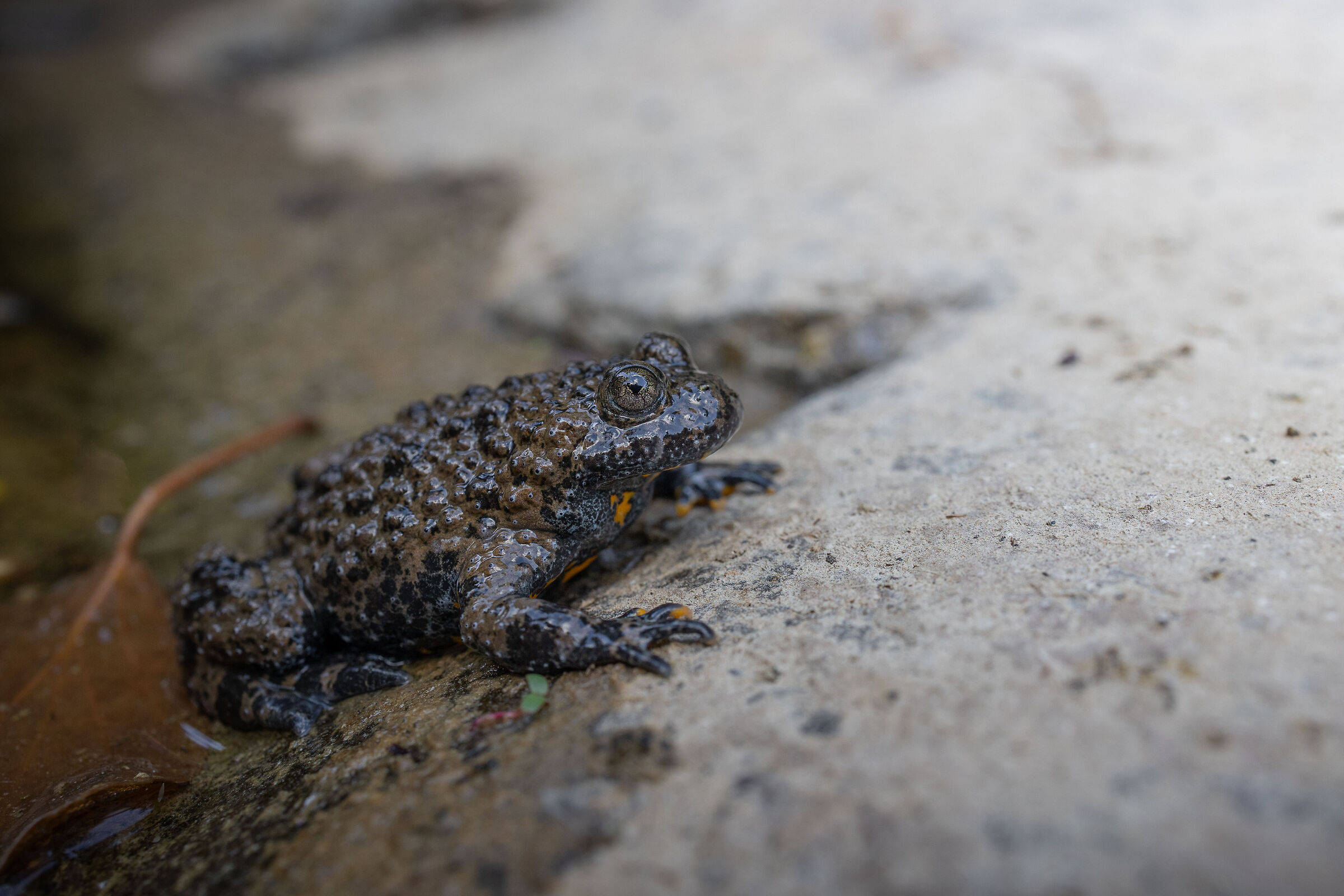 Toad howled...