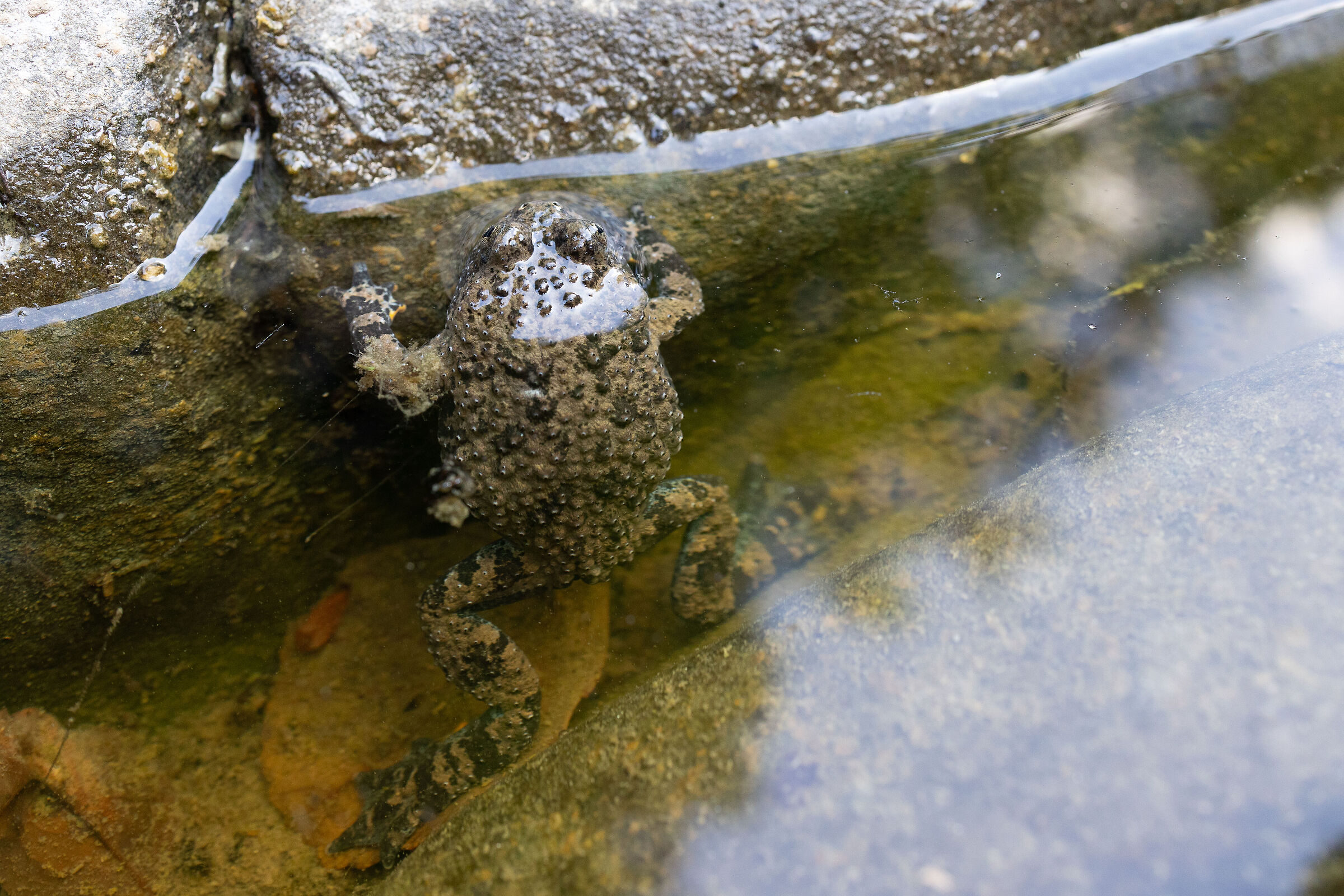 The inhabitant of the pools