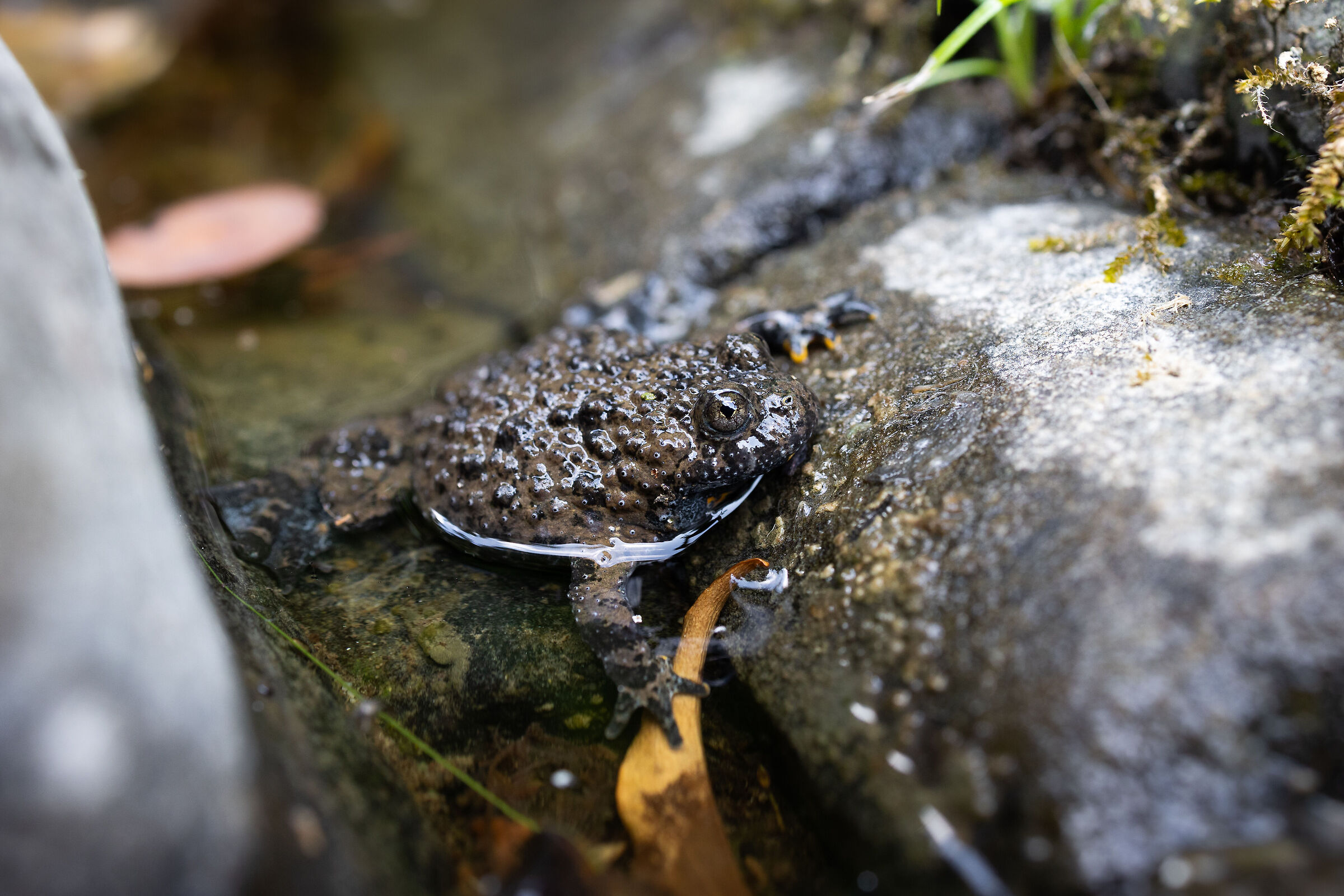 Casentino toad
