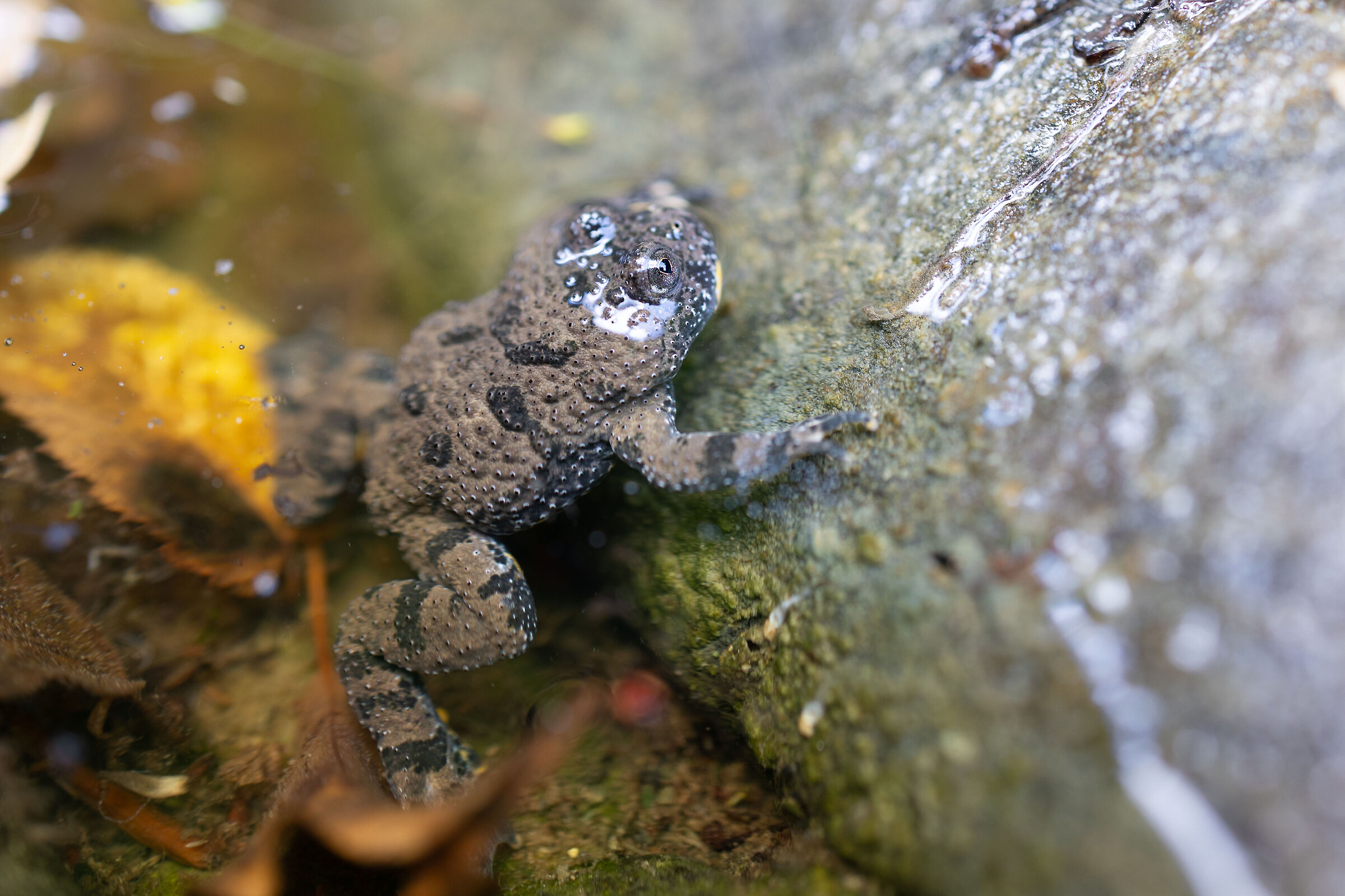 Casentino Toad 2