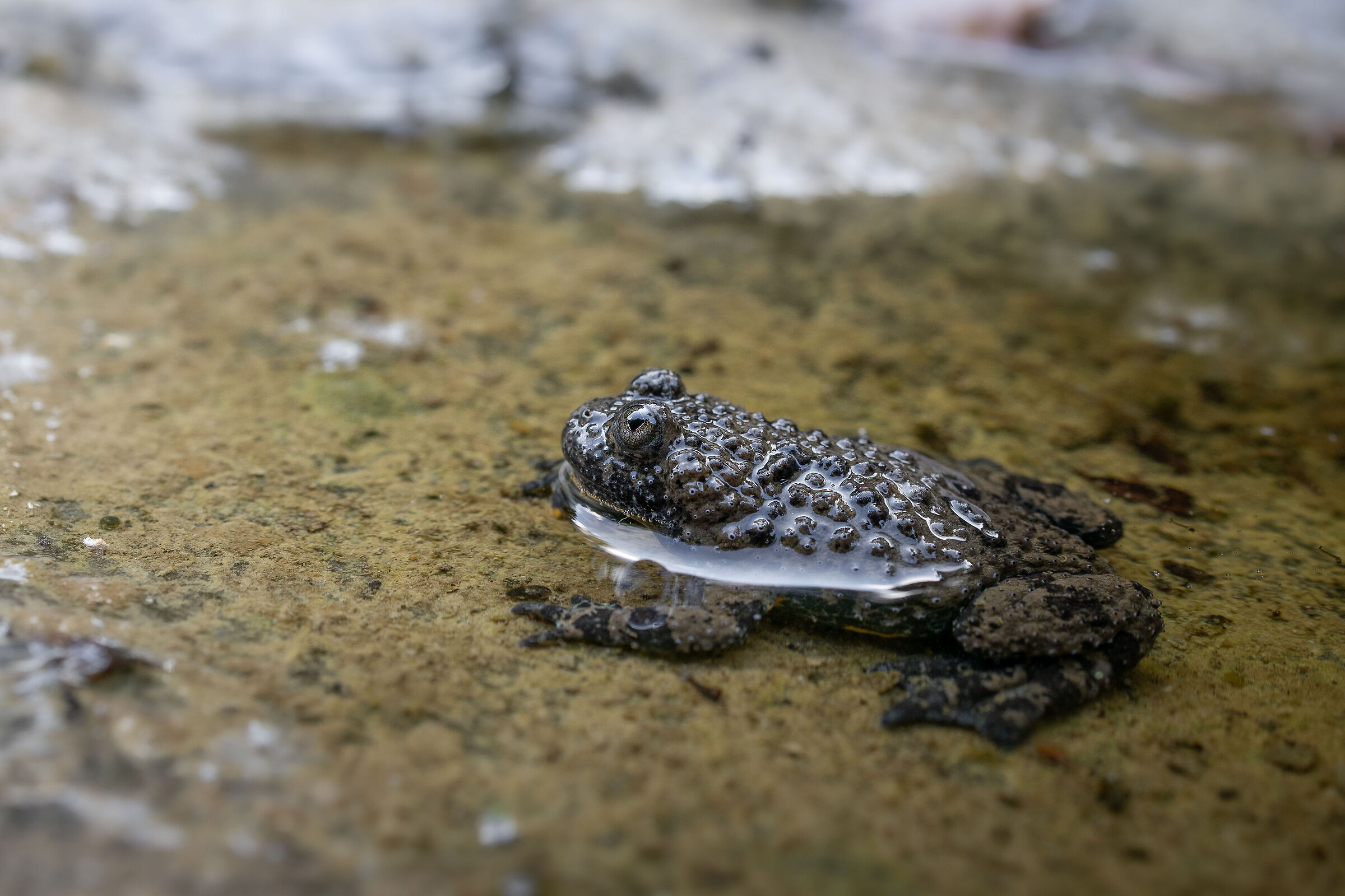 The rare Toad